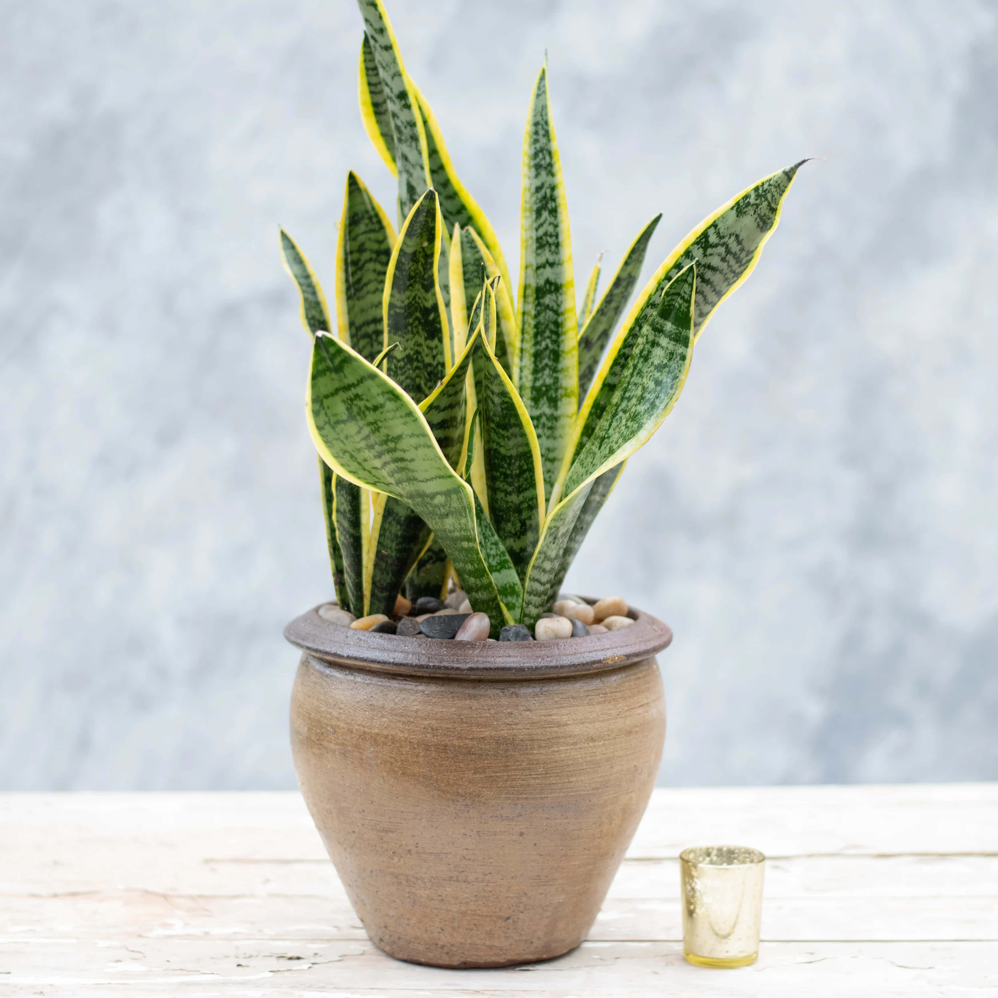 Snake Plant 桌布 壁紙 — 一盆充滿活力的虎尾蘭，葉緣呈黃色，種在質樸的陶盆中，置於風化的木質表面上。