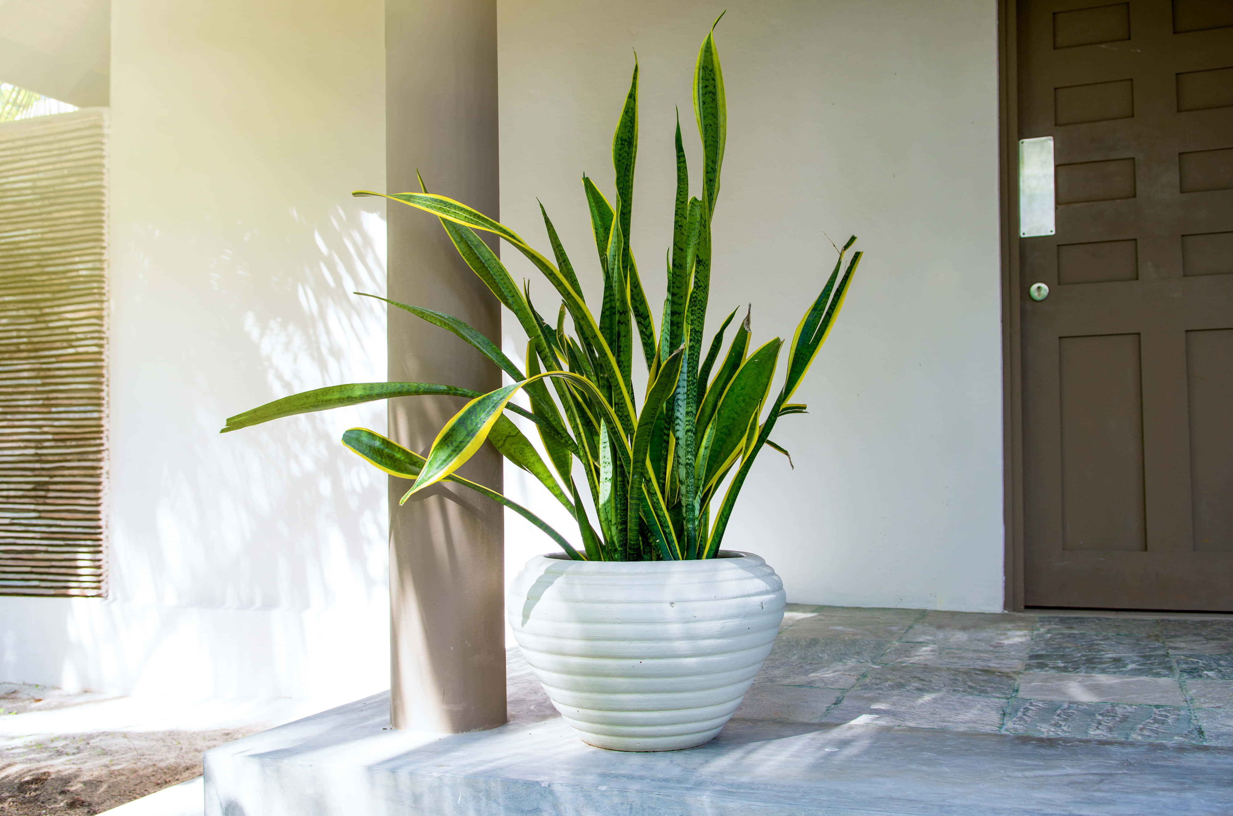 Snake Plant 桌布 壁紙 — 一盆充滿活力的虎尾蘭放在白色棱紋花盆中，置於石頭門廊上，沐浴在溫暖的陽光下，投下柔和的陰影。