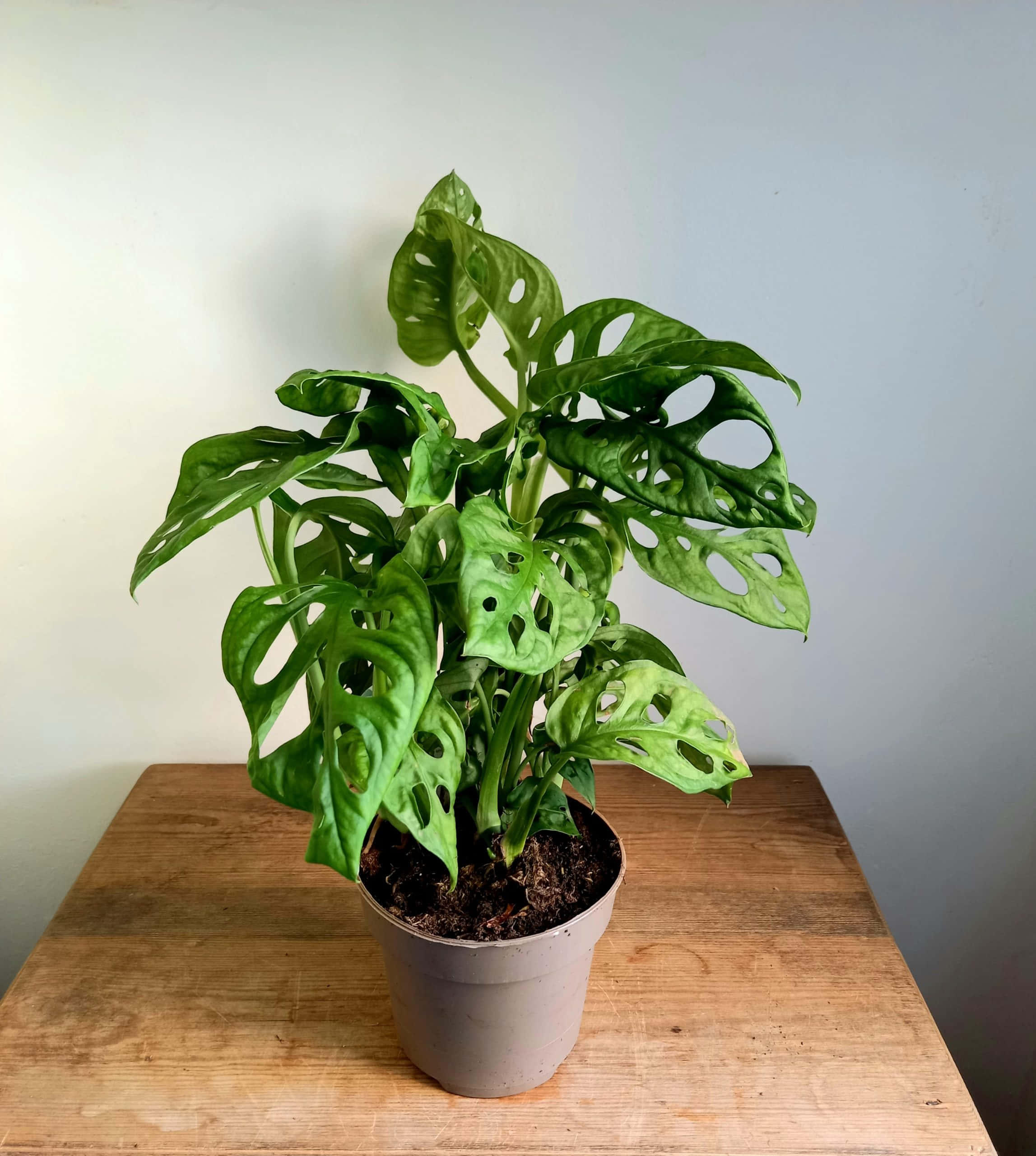 龜背芋 桌布 壁紙 — 一盆充滿活力的龜背芋，葉片寬大且有孔洞，放在簡約的花盆中，置於木桌上，背景是素牆。