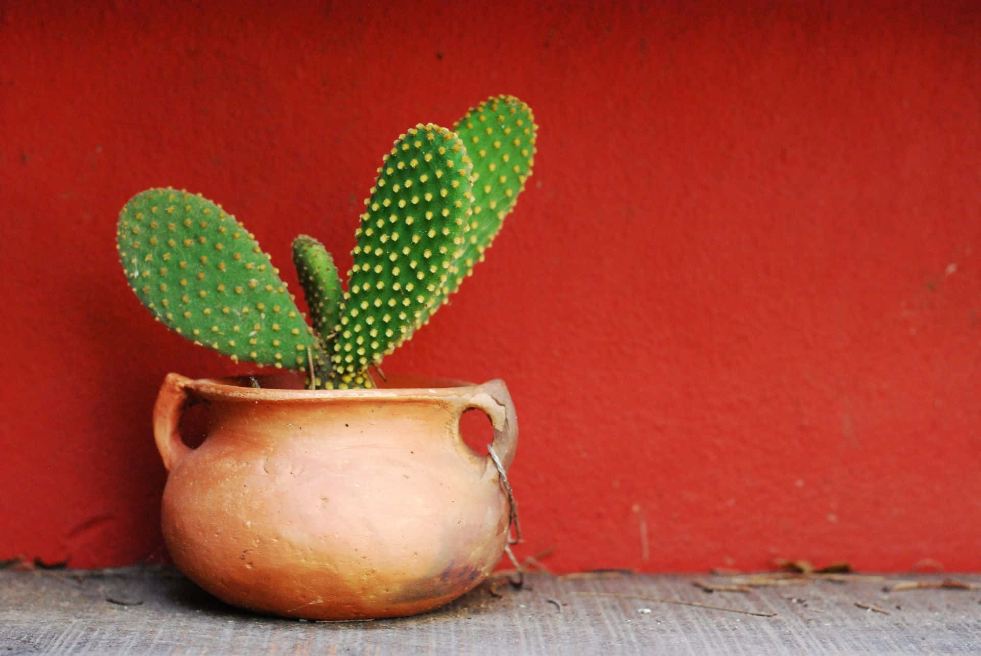 Cactus 桌布 壁紙 — 一盆多刺的綠色仙人掌果仙人掌放在質樸的赤陶盆中，靠在鮮紅色的牆壁上，置於風化的木質表面上。