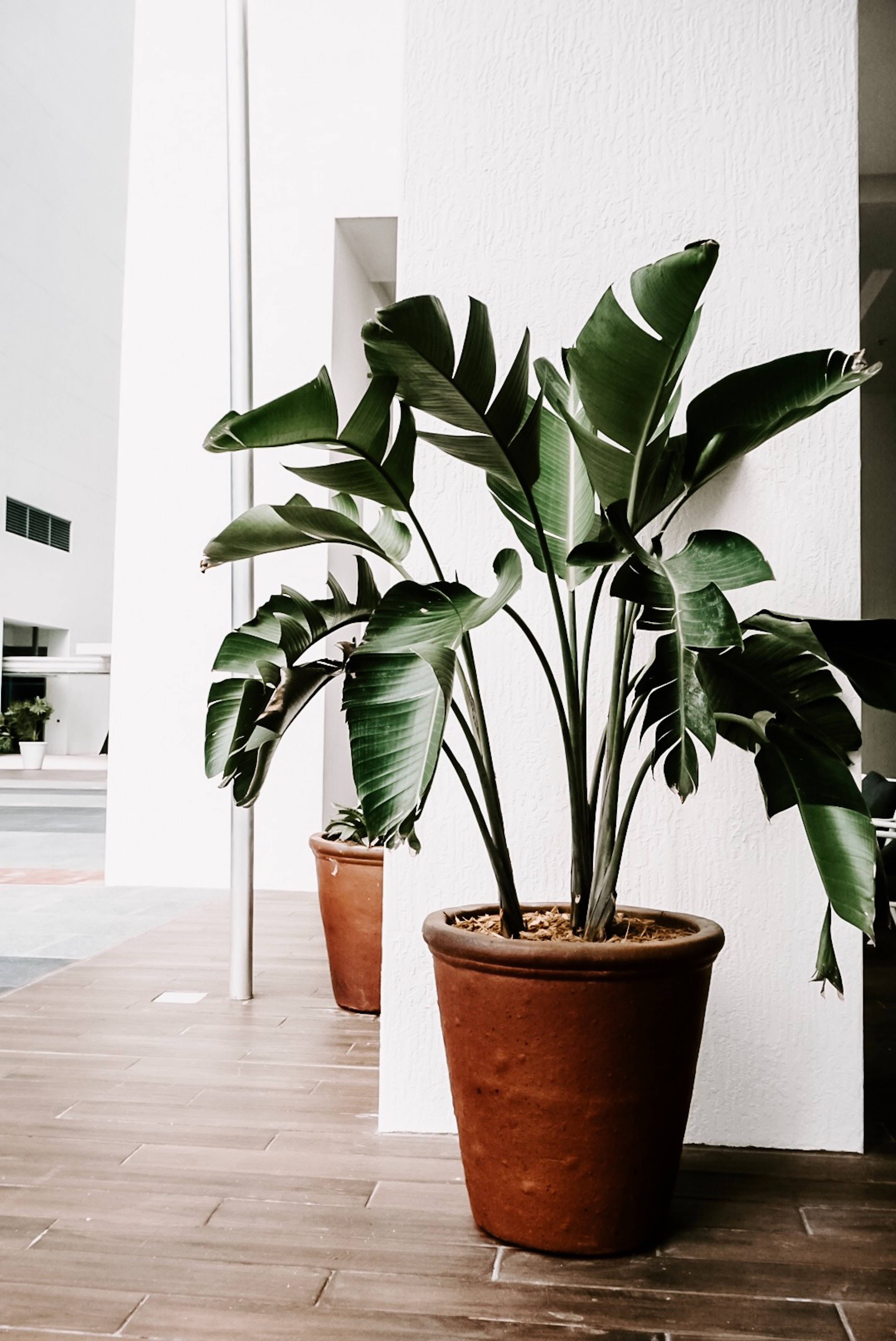 Plant Aesthetic 桌布 壁紙 — 一盆大型天堂鳥植物，葉片寬闊翠綠，種在陶盆中，靠著現代室內空間的白色牆壁。