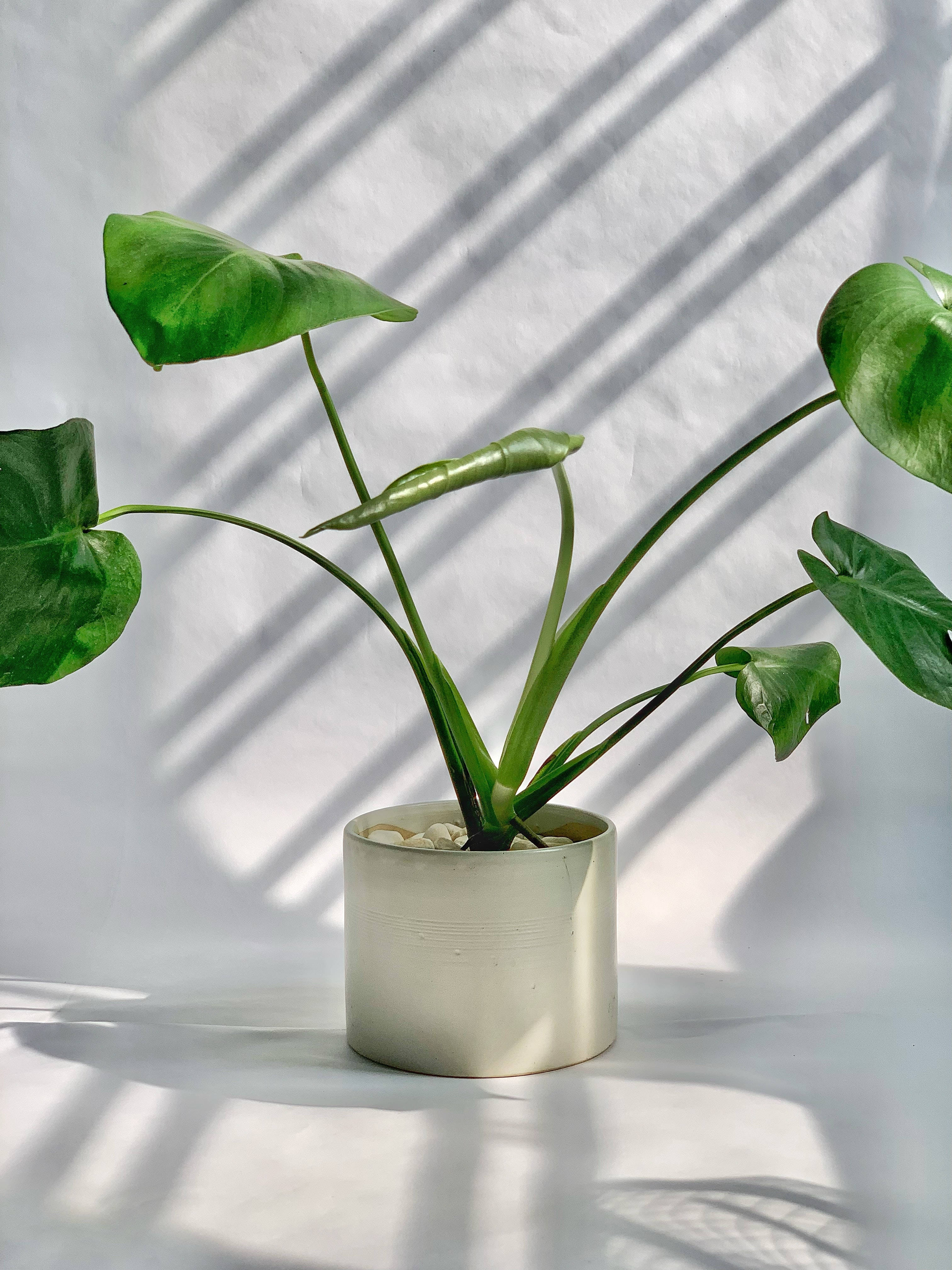 Plant Aesthetic 桌布 壁紙 — 一盆奶油色花盆中的茂盛綠色植物在明亮的陽光下於白色背景上投下柔和的陰影。