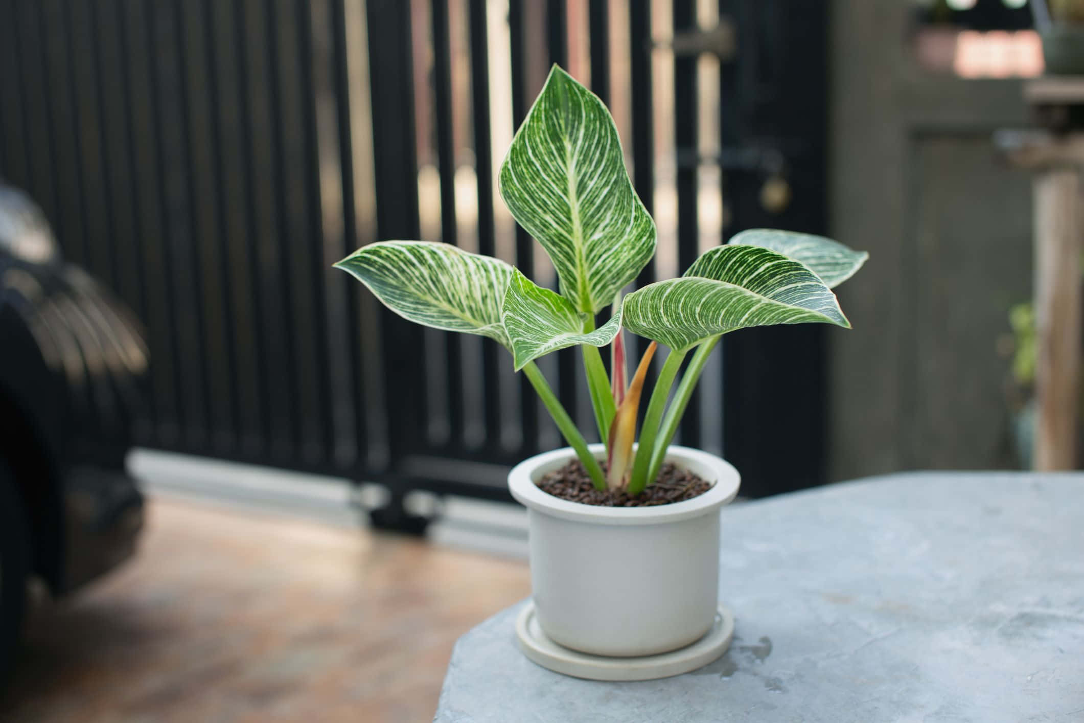 Green Plant 桌布 壁紙 — 一盆帶有白色條紋的雜色綠色植物放在灰色石桌的白色花盆中，靠近黑色大門。
