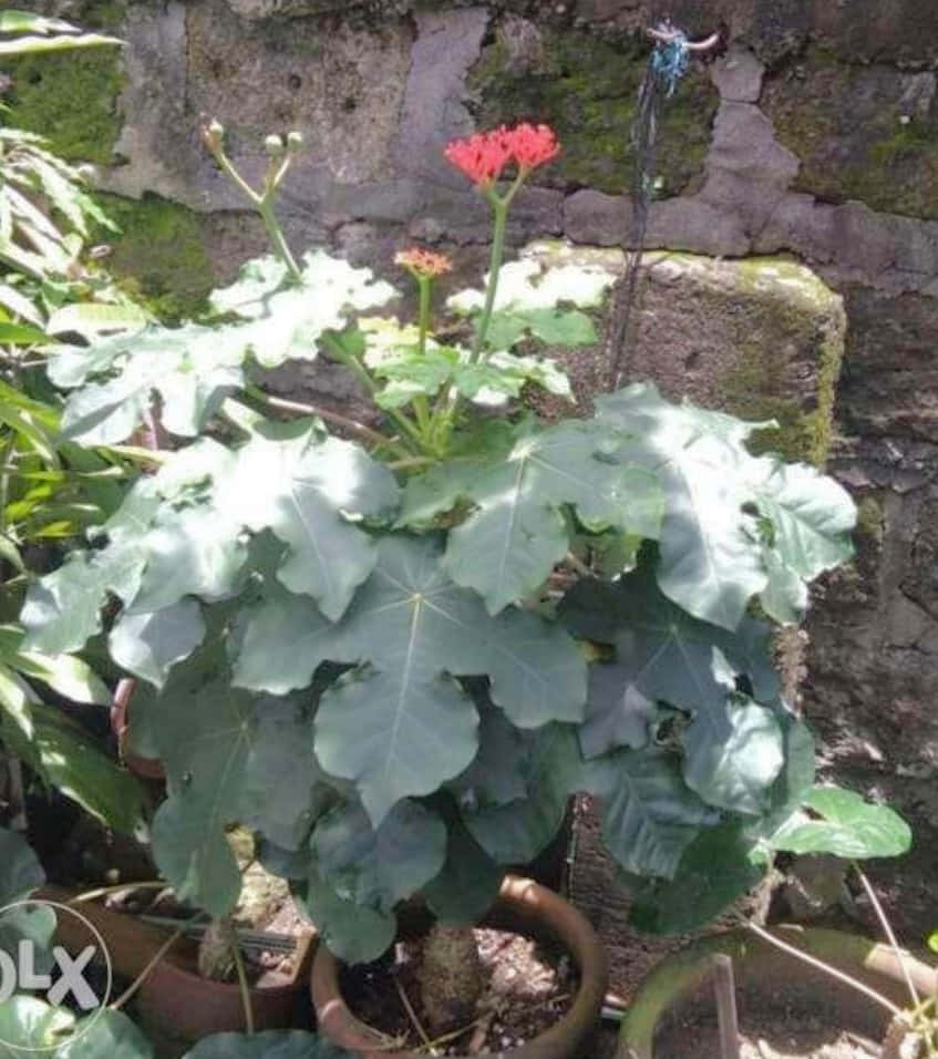 Ginseng Plant 桌布 壁紙 — 一盆擁有大型綠葉和鮮紅色花朵的盆栽，在長滿苔蘚的石牆前盛開。