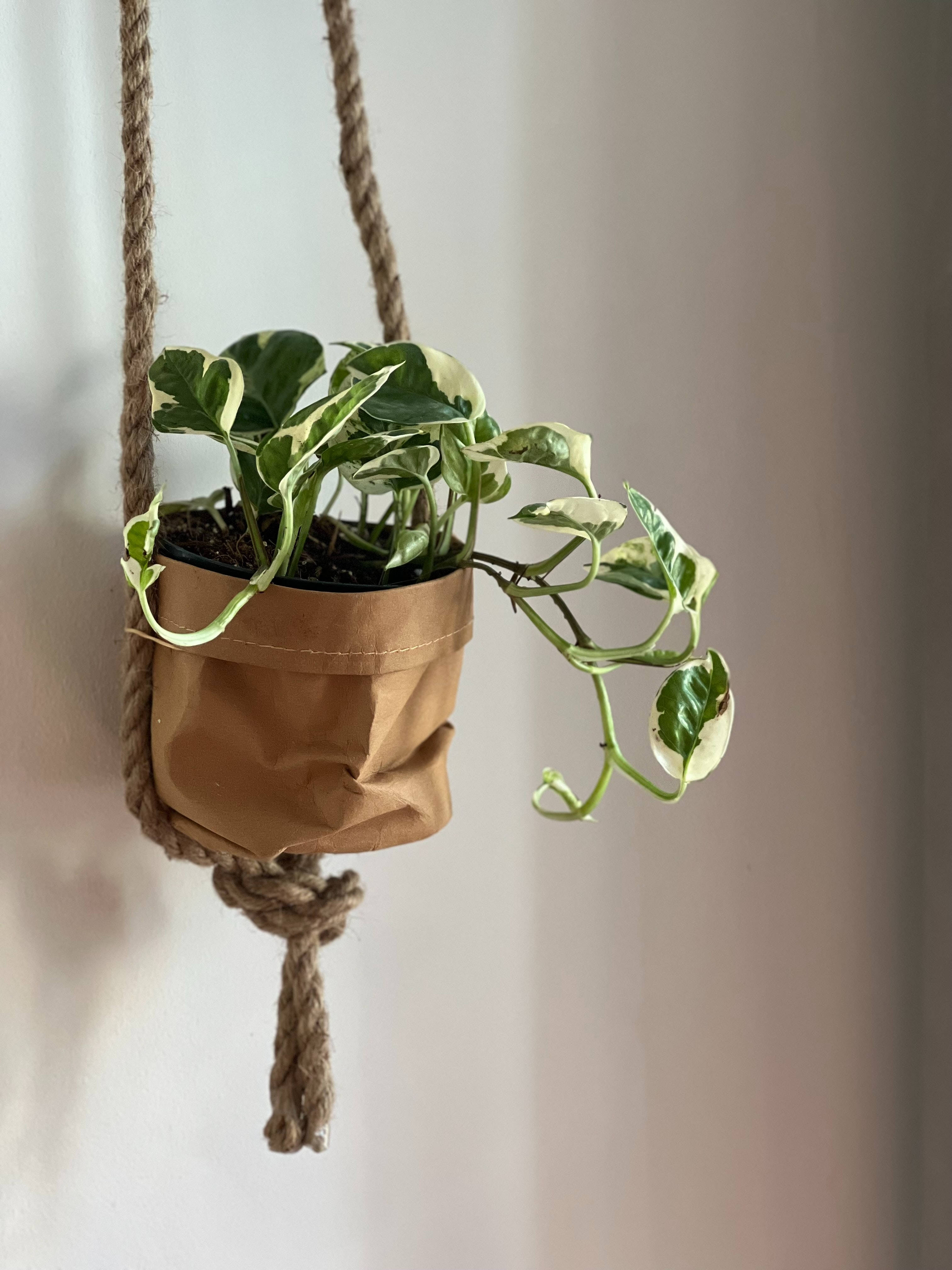 Plant Aesthetic 桌布 壁紙 — 一盆斑葉綠蘿從一個用粗繩懸掛在柔和白色牆壁上的棕色紙盆中優雅地垂落。