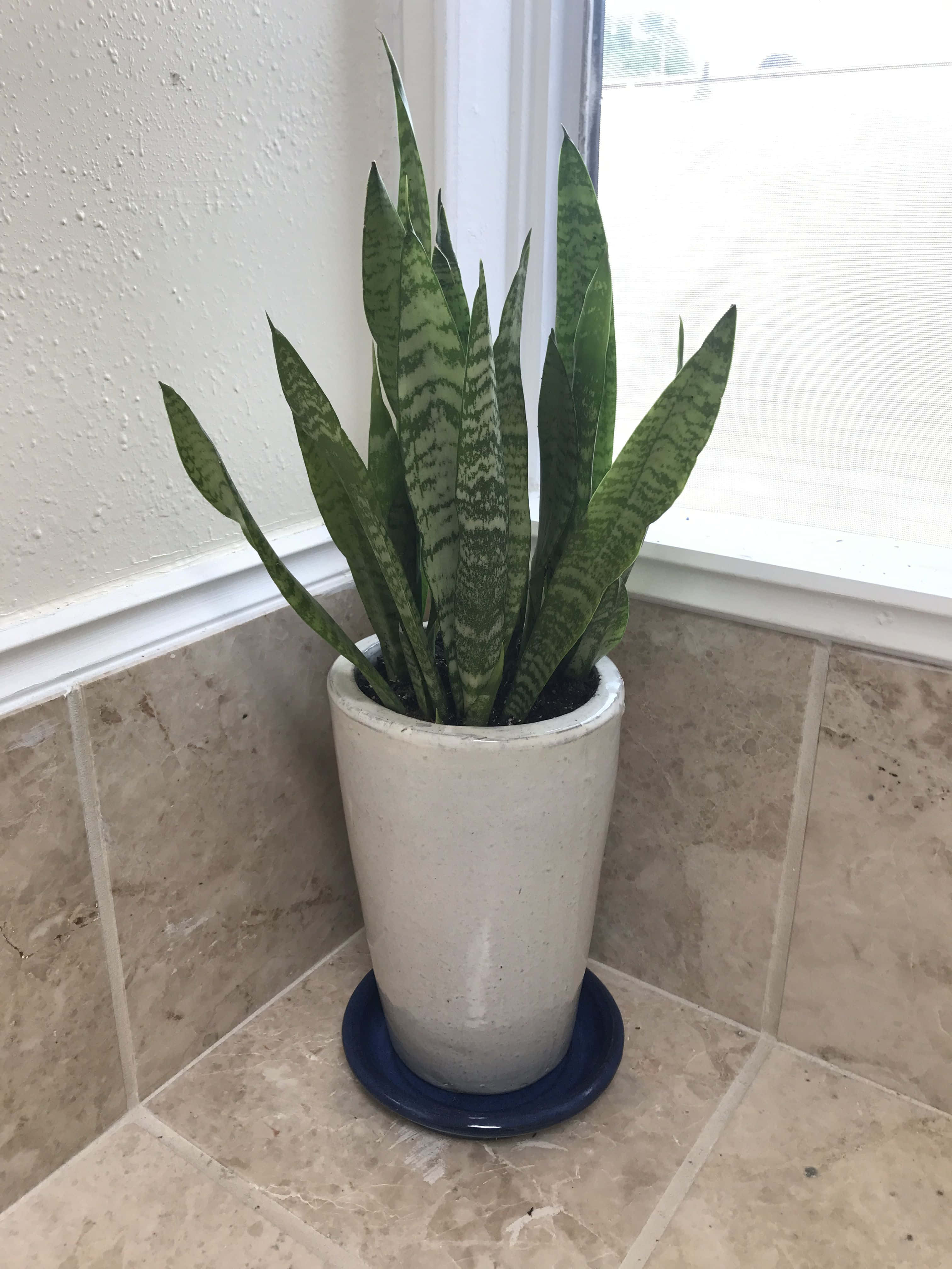 Snake Plant 桌布 壁紙 — 一盆斑點白色花盆中的虎尾蘭放在磁磚窗台上，沐浴在柔和自然光中。