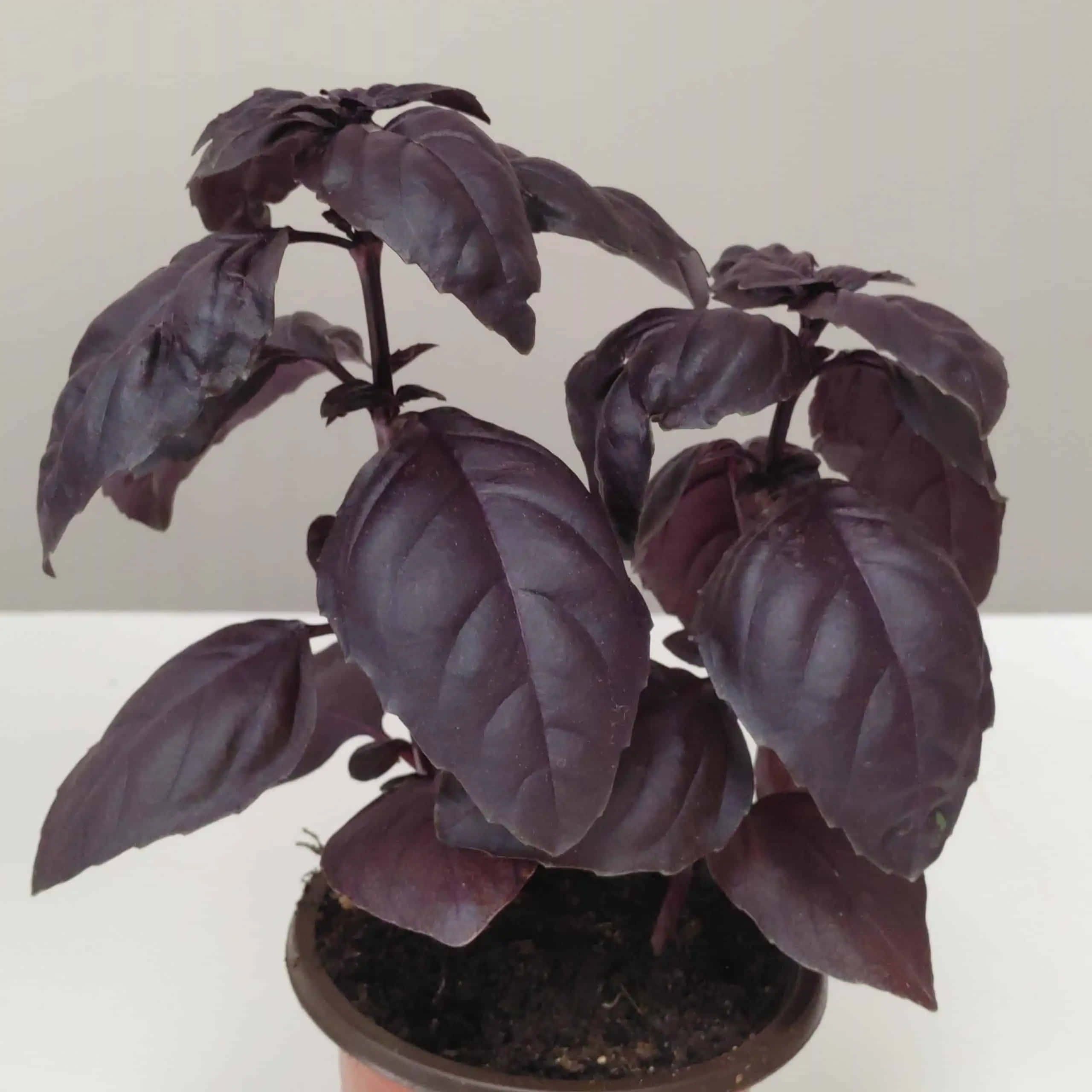 Purple Basil 桌布 壁紙 — 一盆有光澤葉子的紫色羅勒植物，放在白色表面上，背景為純色。