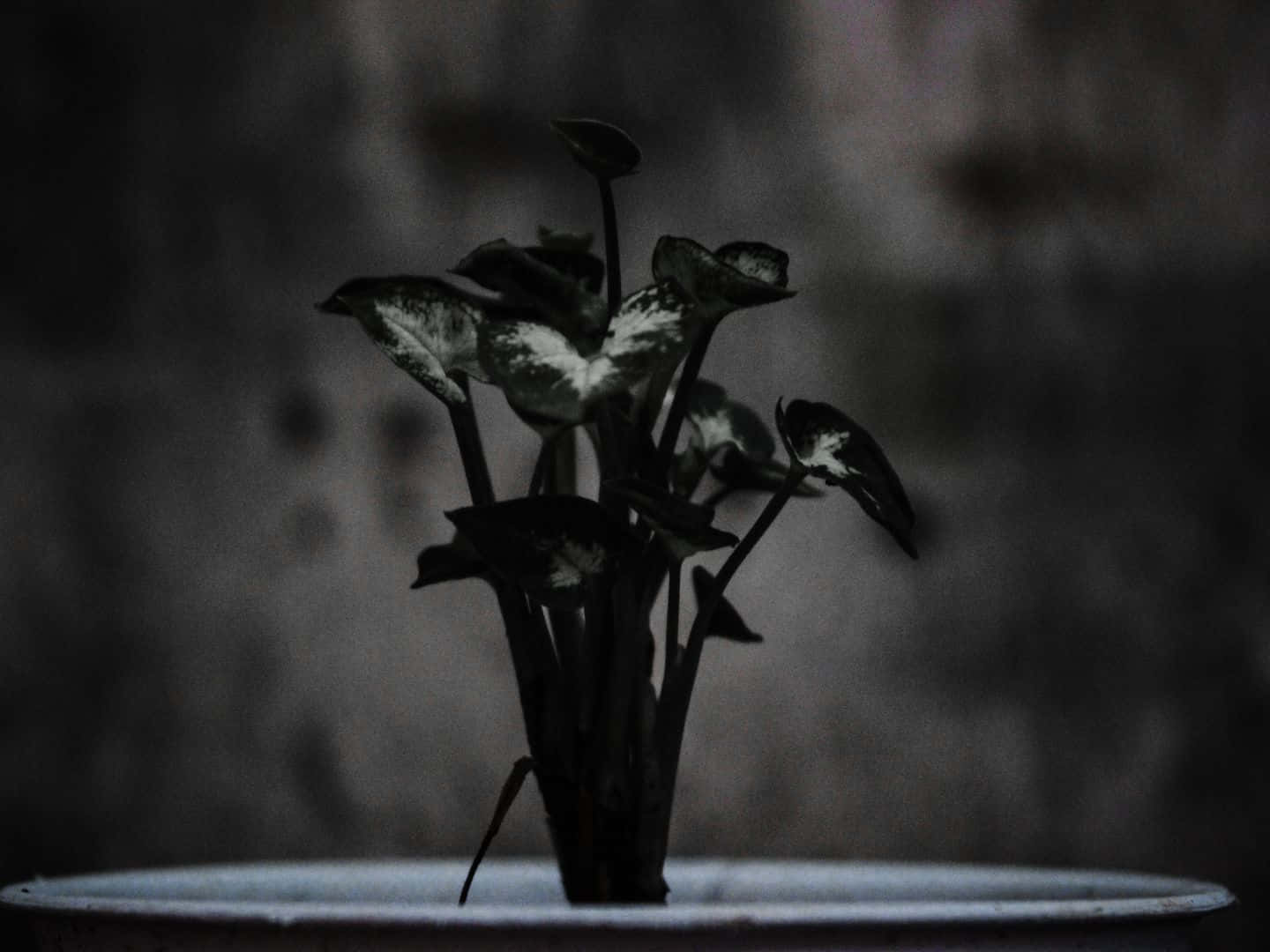 1440x1080 桌布 壁紙 — 一盆有斑葉的盆栽植物在昏暗光線下，背景是模糊的灰色牆壁。