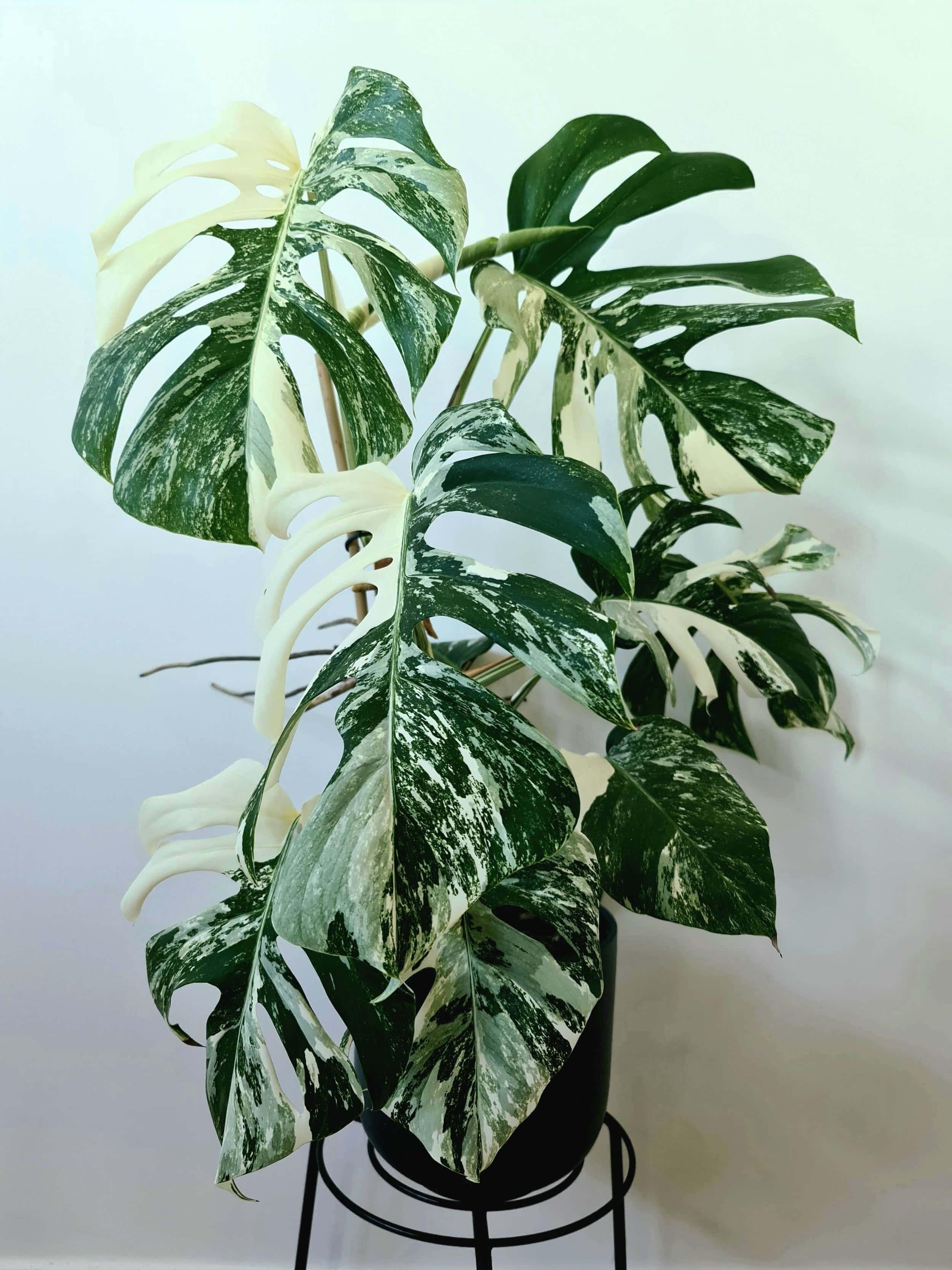 龜背芋 桌布 壁紙 — 一盆有斑駁綠色和奶油白色葉子的龜背竹植物，放在黑色花盆中，置於金屬架上，背景是純白牆壁。