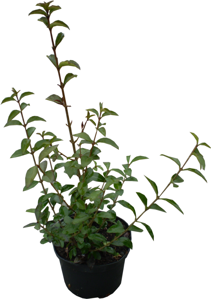 Clip Art 桌布 壁紙 — 一盆有細長莖的綠色葉子植物，立在純黑色背景前。