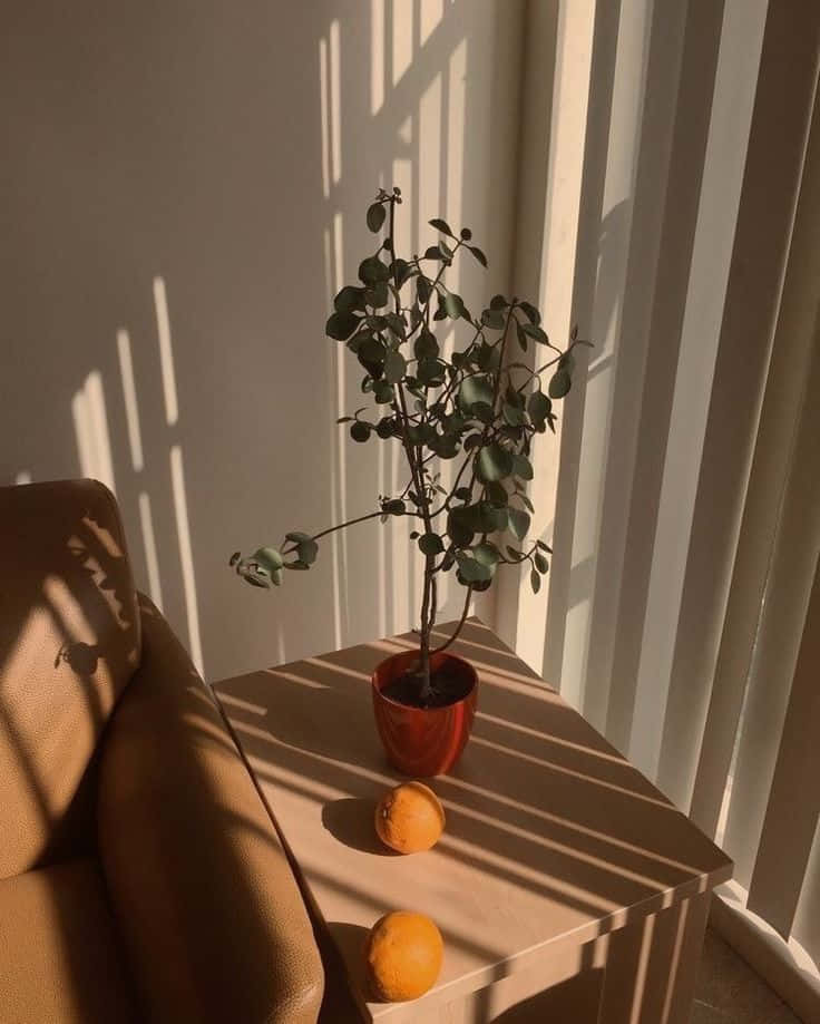 淺棕色美學動圖 桌布 壁紙 — 一盆植物和柳橙在溫暖的陽光下沐浴，陽光透過垂直百葉窗照射到棕色沙發旁邊的木桌上。
