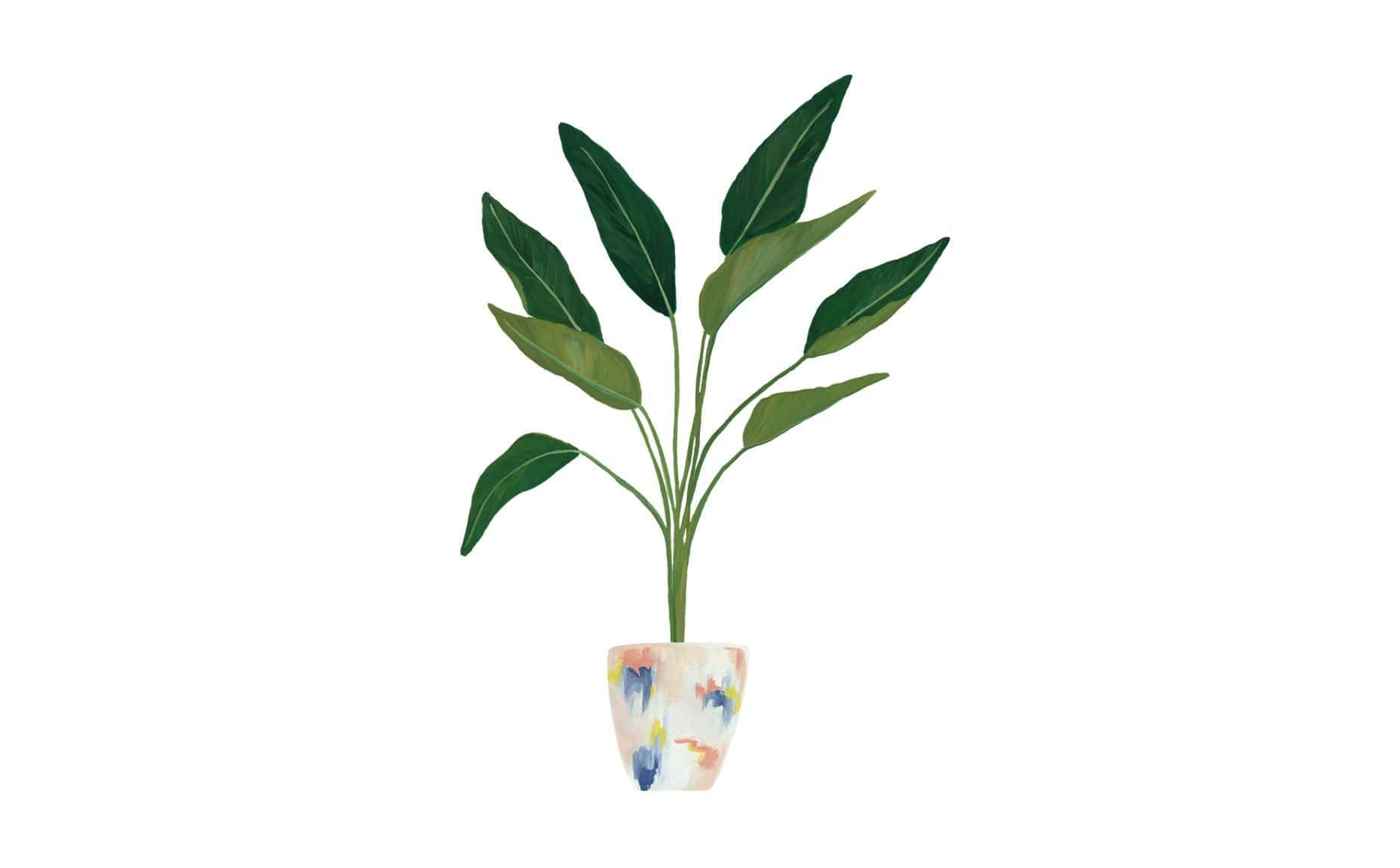 Plant Aesthetic 桌布 壁紙 — 一盆水彩風格的盆栽植物，寬大的綠色葉子種在色彩斑斕的斑點花盆中，背景為白色。
