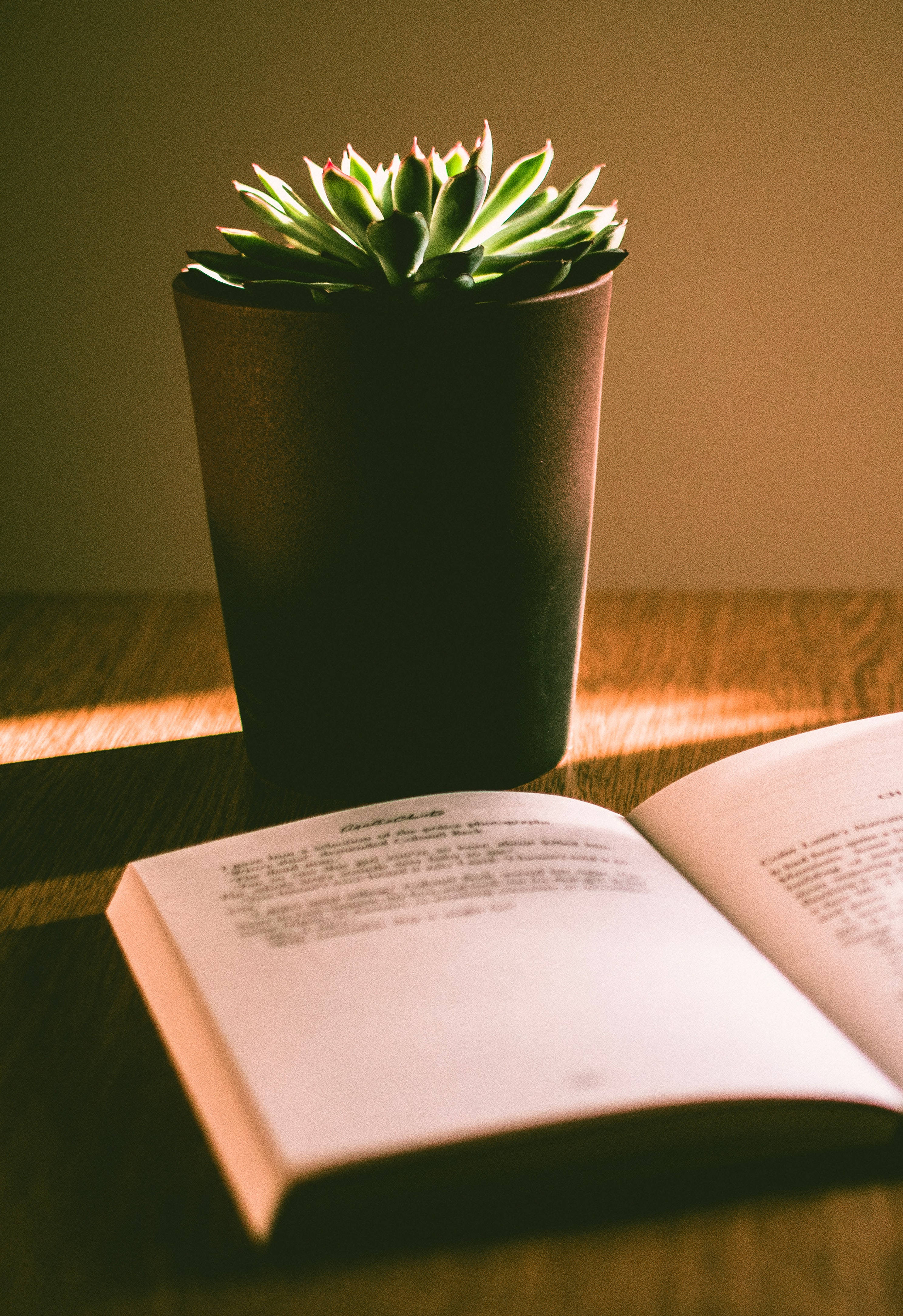 讀書動力 桌布 壁紙 — 一盆沐浴在陽光下的多肉植物放在黑色花盆中，旁邊放著一本打開的書，置於一張沐浴在溫暖金色光線中的木桌上。