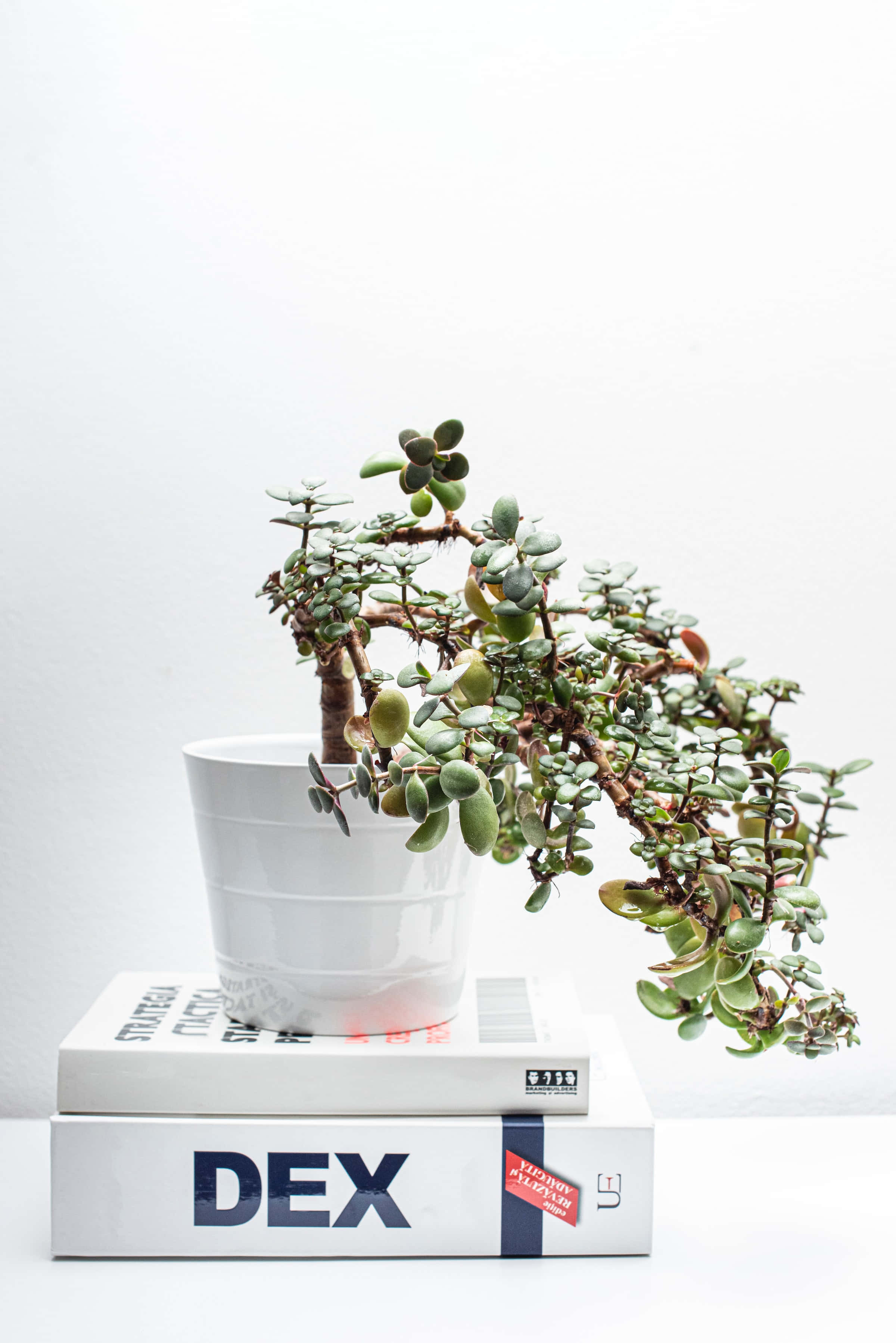 Aesthetic Green 桌布 壁紙 — 一盆白色花盆中的垂吊翡翠植物放在兩本極簡主義書籍上，背景是潔淨的白色。