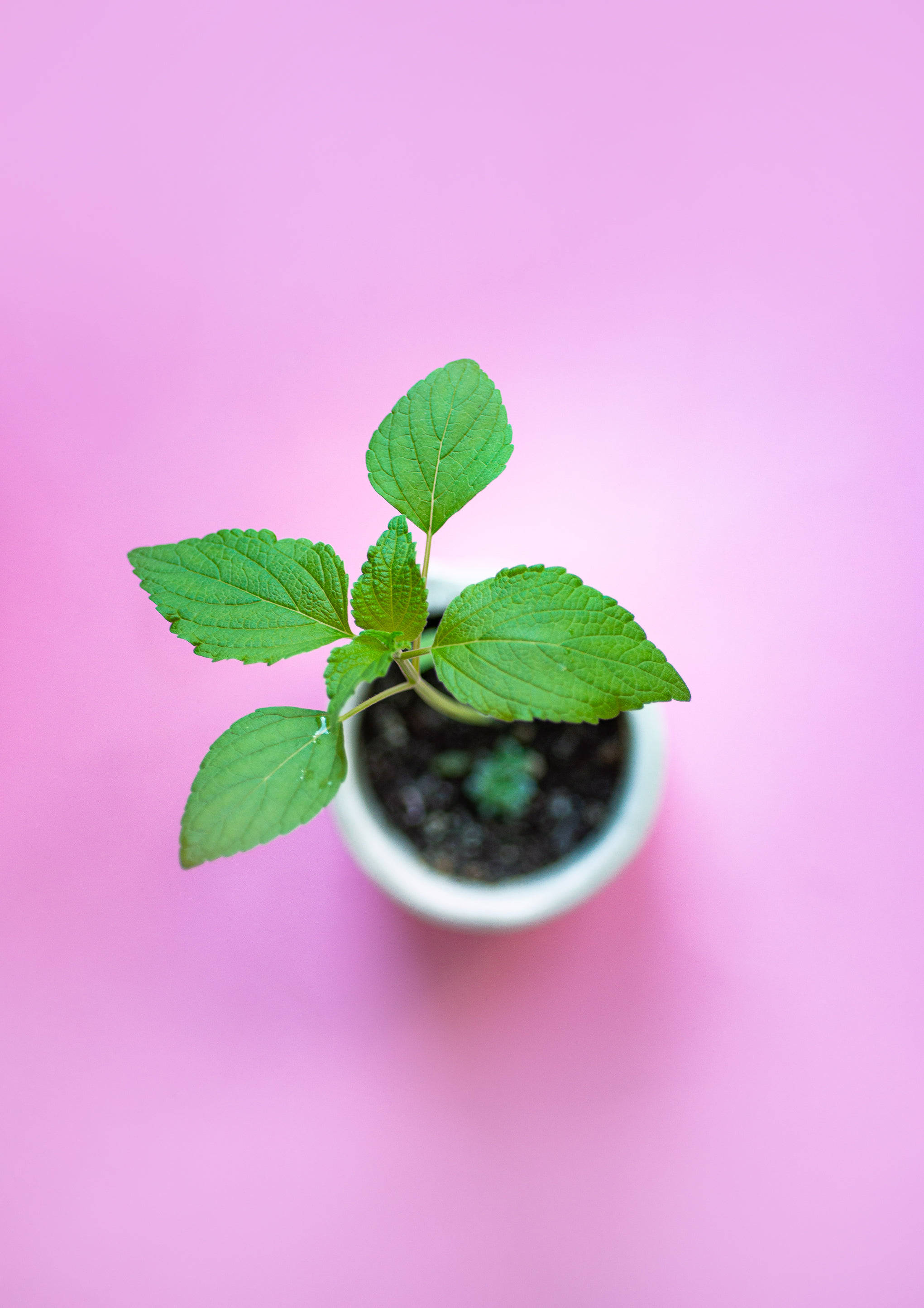 Pastel Pink Color 桌布 壁紙 — 一盆白色花盆中的小綠葉植物，置於柔和的粉紅色背景中央，景深較淺。