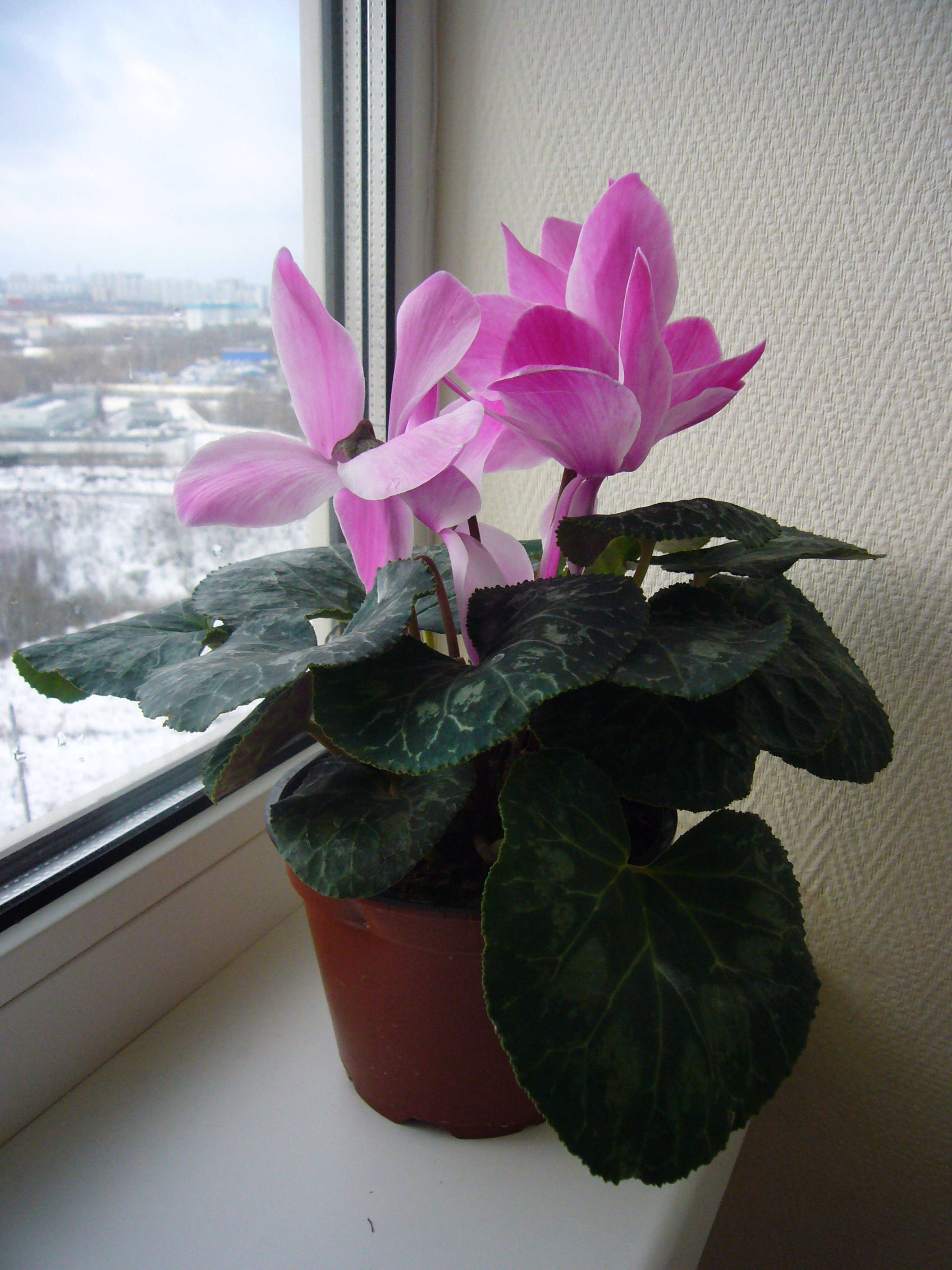 Cyclamen 桌布 壁紙 — 一盆盆栽仙客來，帶有鮮豔的粉紅色花朵和帶圖案的綠色葉子，放在窗台上，俯瞰著白雪覆蓋的城市景觀。