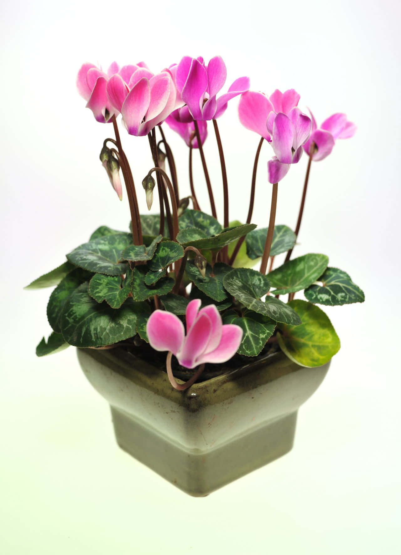 Cyclamen 桌布 壁紙 — 一盆盆栽仙客來，帶有鮮豔的粉紅色花朵和帶圖案的綠色葉子，背景是乾淨的白色。