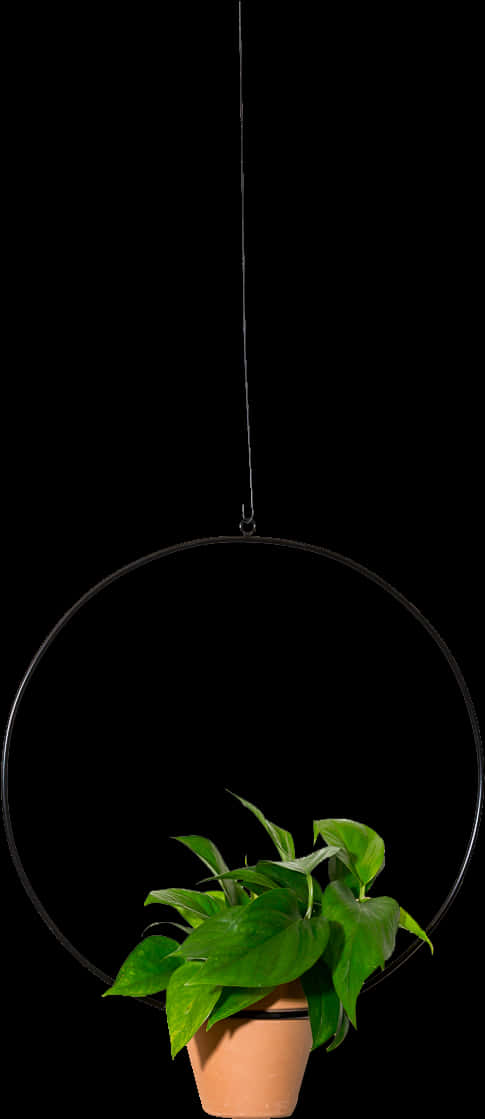 Hanging Plant 桌布 壁紙 — 一盆綠色植物掛在黑色圓形框架上，背景為純黑色。