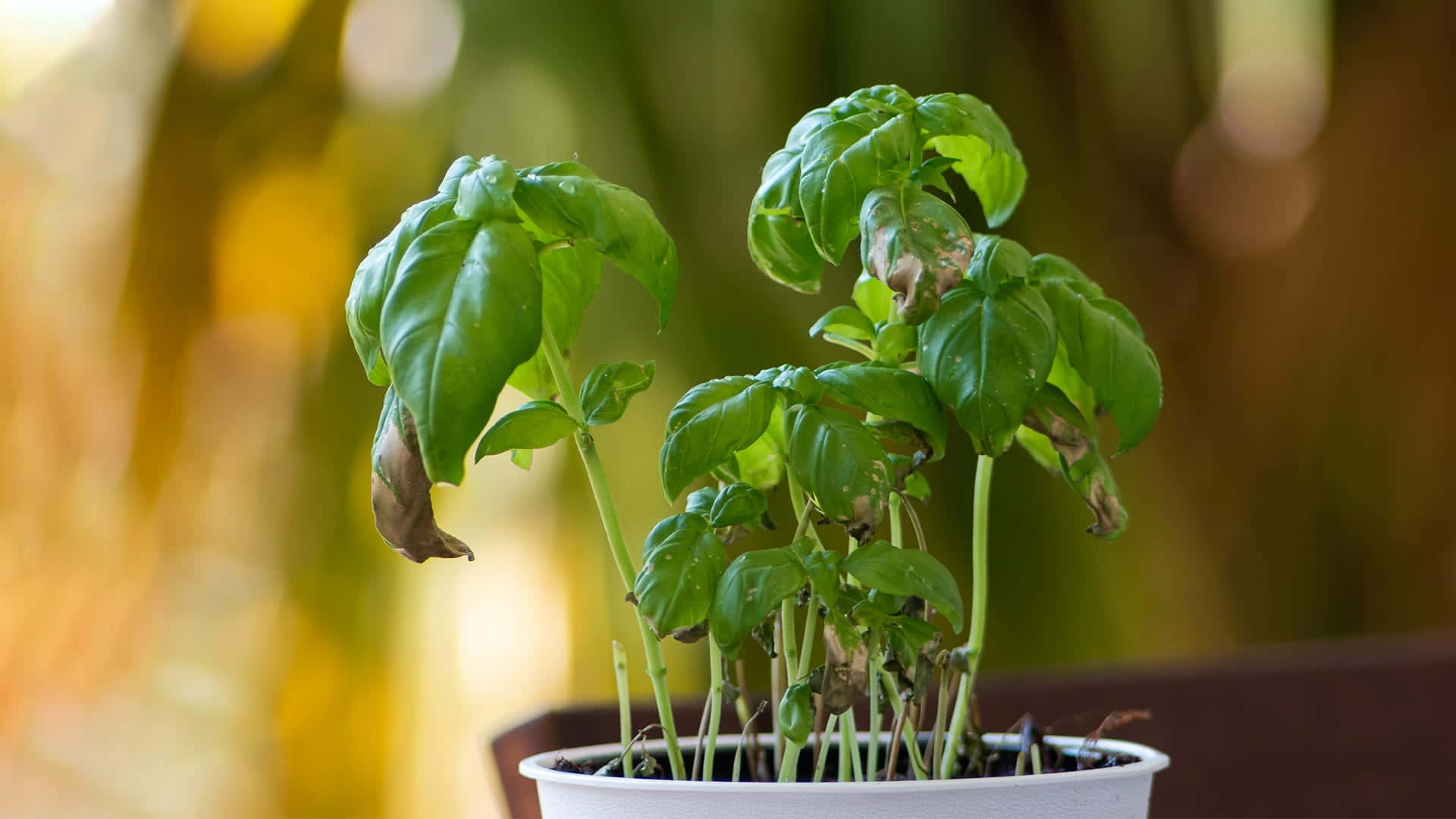Green Plant 桌布 壁紙 — 一盆羅勒植物，葉片鮮綠，部分尖端呈褐色，沐浴在柔和的金色陽光中，背景模糊。