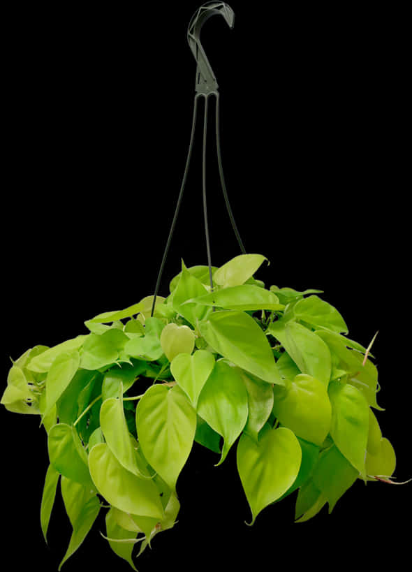 Hanging Plant 桌布 壁紙 — 一盆茂盛的懸掛植物，帶有充滿活力的萊姆綠色心形葉片，在純黑色背景上優雅地垂落。