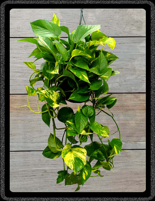 Hanging Plant 桌布 壁紙 — 一盆茂盛的斑葉綠蘿，帶有綠色和黃色的葉子，從掛盆中垂落，背景是風化的木牆。