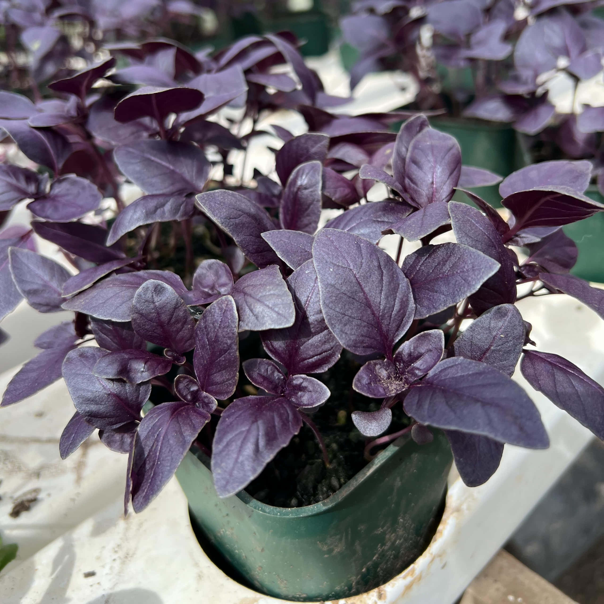 Purple Basil 桌布 壁紙 — 一盆茂盛的盆栽，葉子呈深紫色，放在綠色容器中，置於風化的白色表面上。