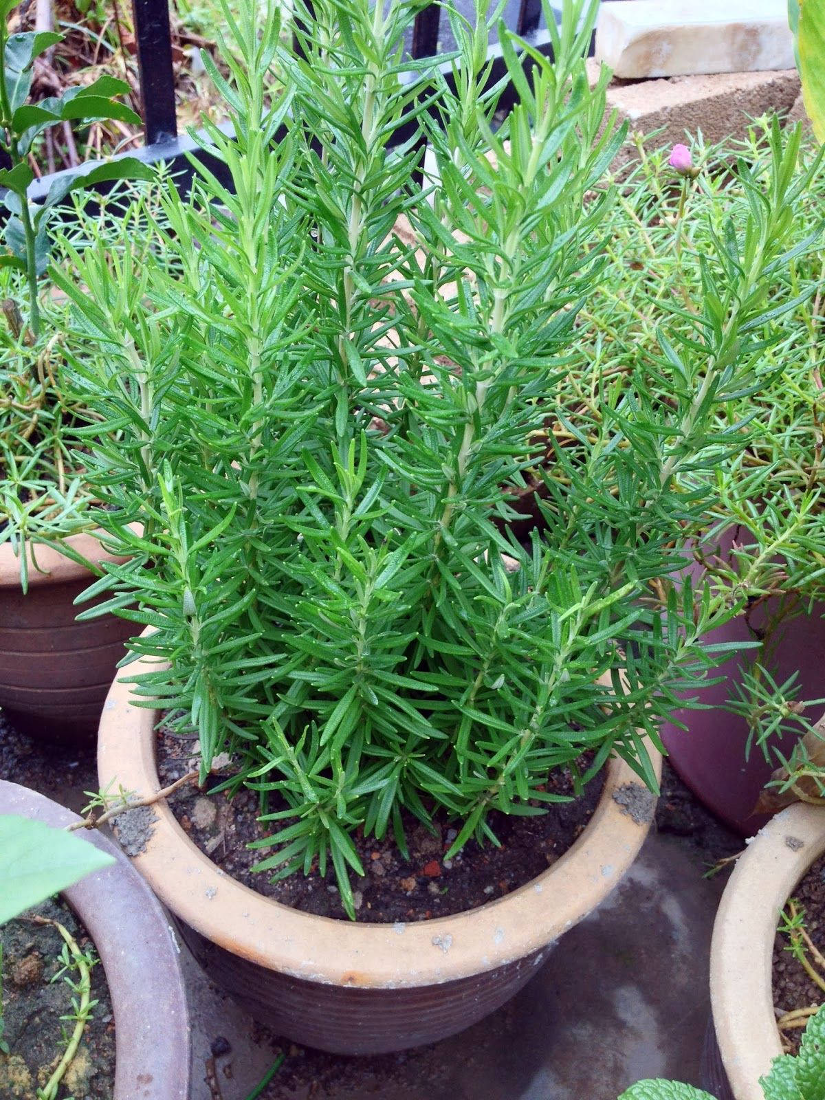 Plant 桌布 壁紙 — 一盆茂盛的盆栽迷迭香，長有針狀綠葉，在陶盆中與其他花園香草一起茁壯成長。