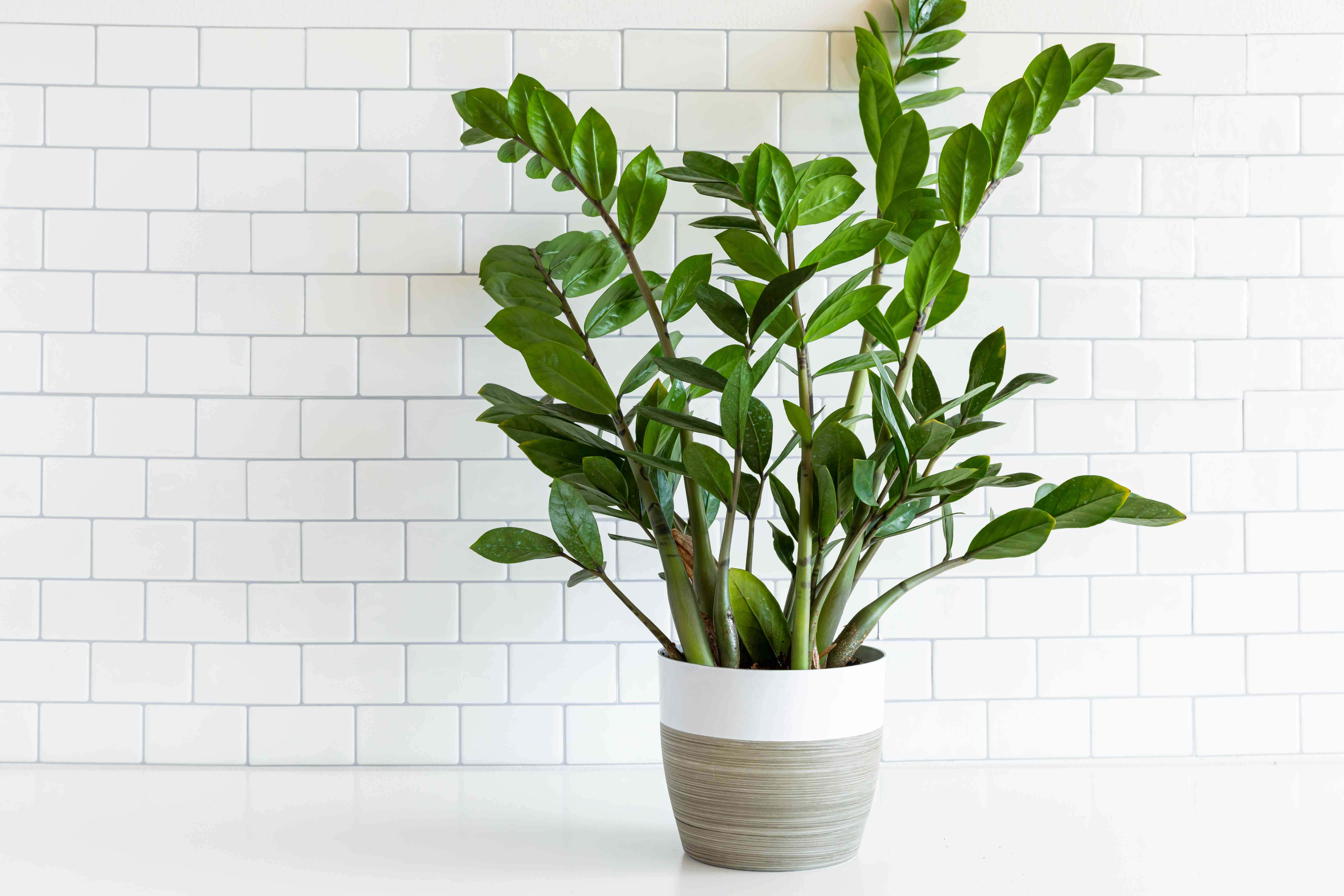 Green Plant 桌布 壁紙 — 一盆茂盛的綠色ZZ植物，種在灰白色陶瓷花盆中，放在白色表面上，背景是白色地鐵磚牆。