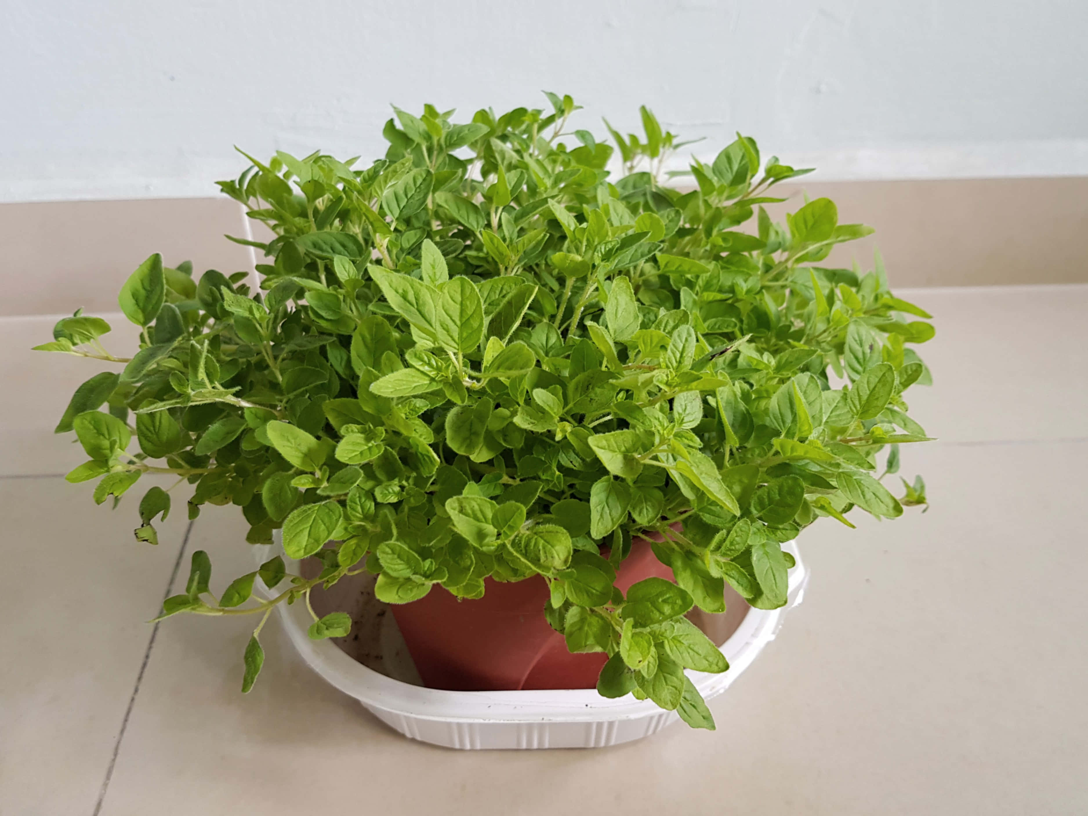 Plant 桌布 壁紙 — 一盆茂盛的綠色奧勒岡植物放在白色碟子上，置於瓷磚地板上，靠著素牆。