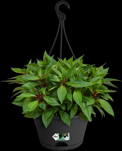 Hanging Plant 桌布 壁紙 — 一盆茂盛的綠色懸掛植物，放在帶掛鉤的黑色花盆中，背景為純黑色。
