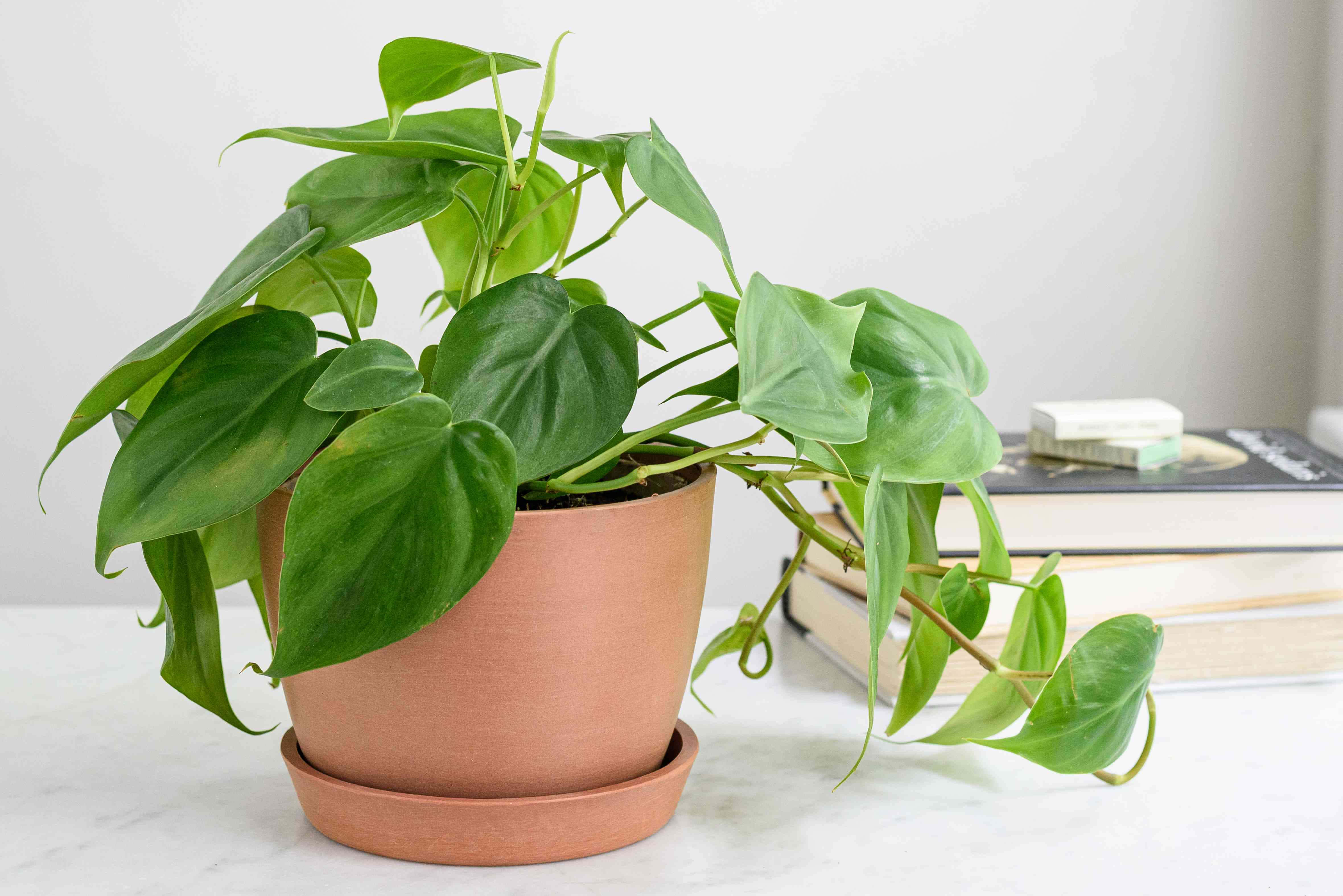 Green Plant 桌布 壁紙 — 一盆茂盛的綠色蔓綠絨植物放在白色大理石檯面上，旁邊是疊起的書本。