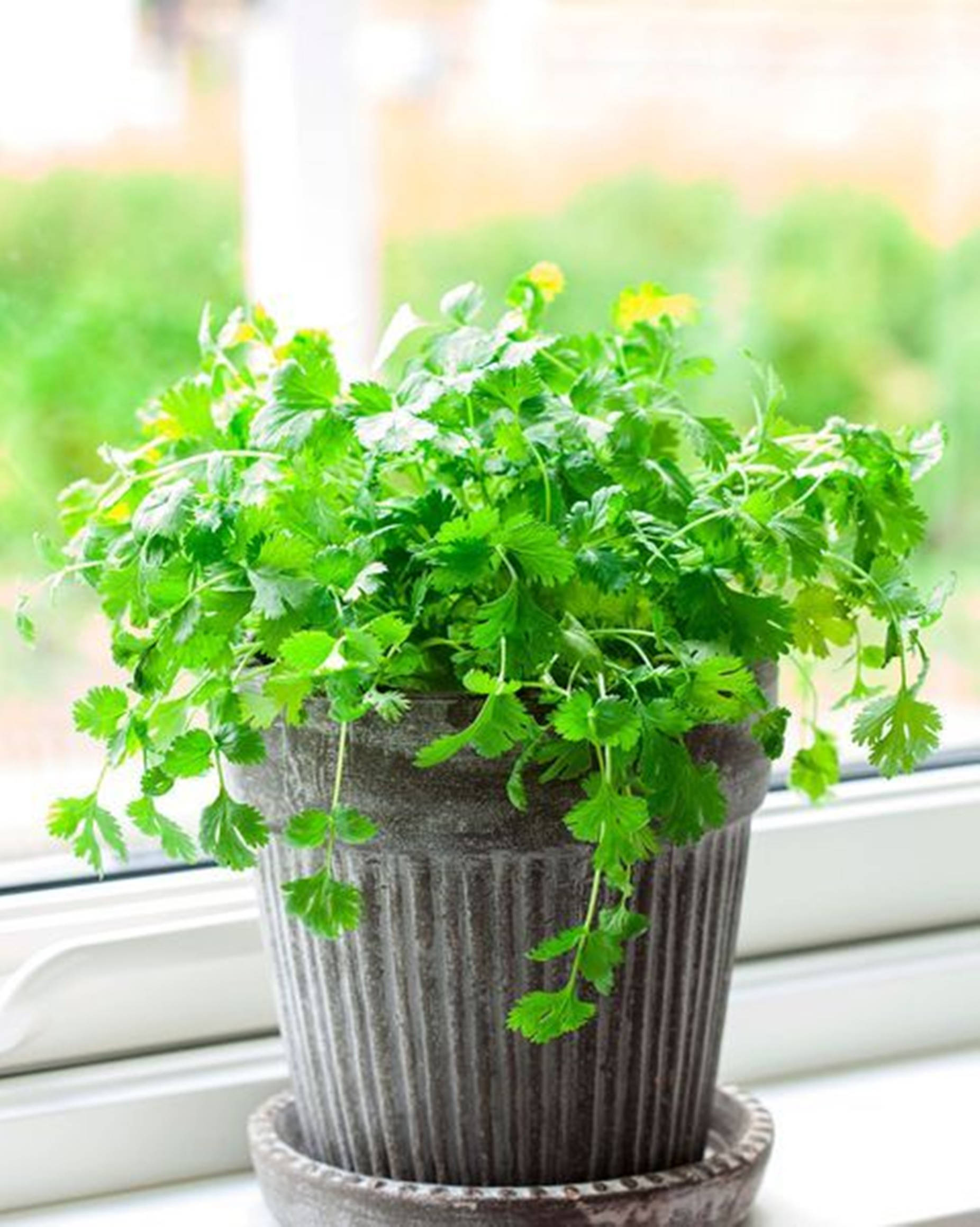 Plant 桌布 壁紙 — 一盆茂盛的綠色香菜植物從紋理灰色花盆中溢出，放在灑滿柔和自然光線的窗台上。