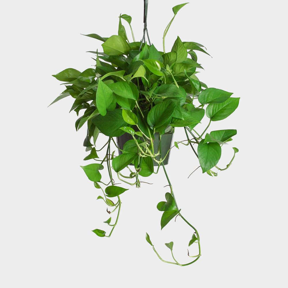 Plant 桌布 壁紙 — 一盆茂盛的綠色黃金葛從掛盆中優雅地垂落，背景是純淨的淺灰色。