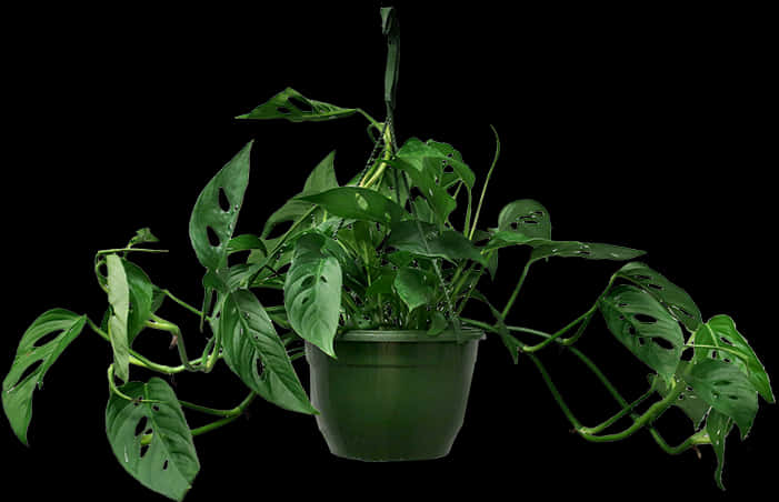 Hanging Plant 桌布 壁紙 — 一盆茂盛的綠色龜背芋，帶有穿孔的葉子，從深色花盆中垂下，背景為純黑色。