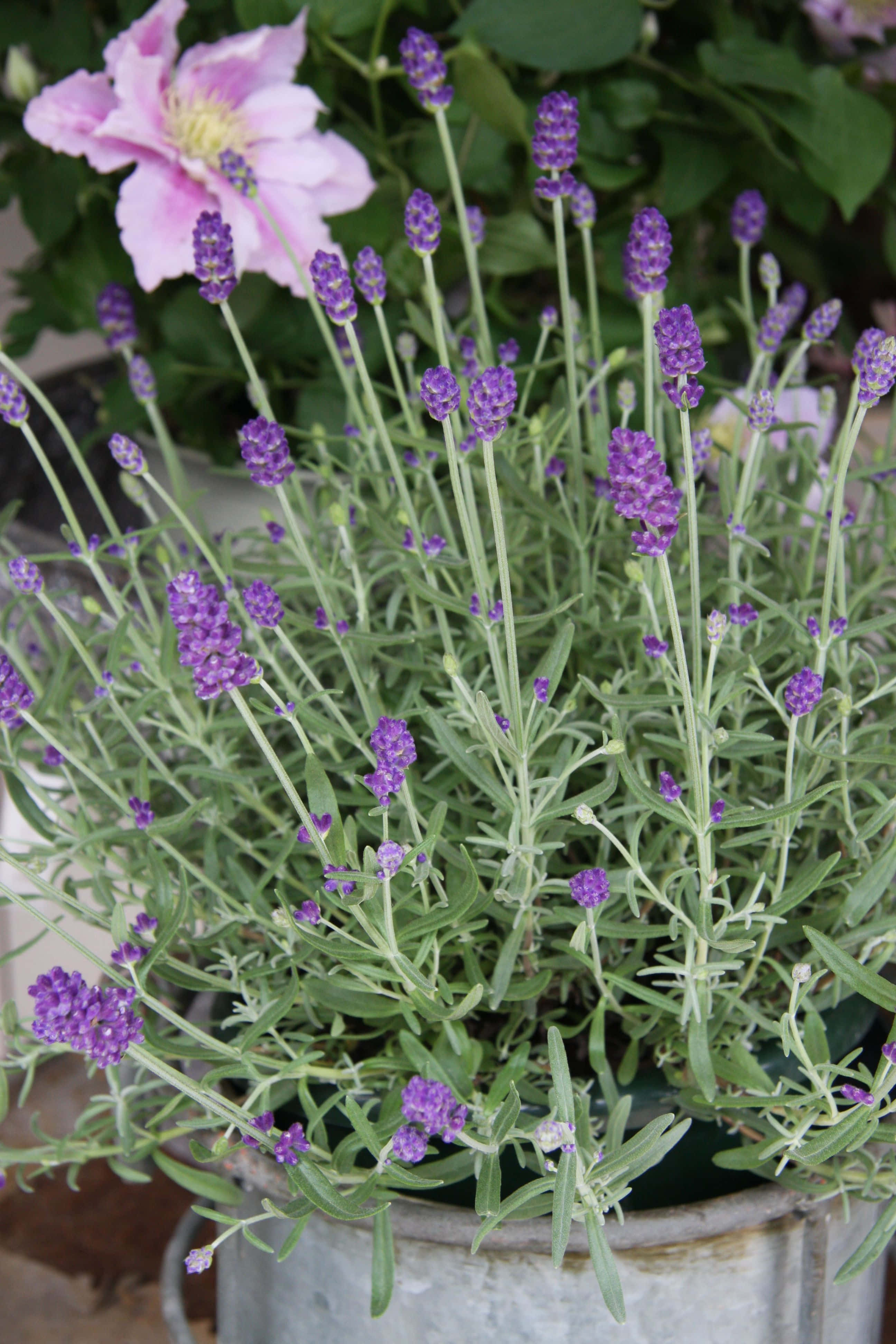 Lavender Blue 桌布 壁紙 — 一盆茂盛的薰衣草種在鍍鋅桶中，綻放出紫色花穗，旁邊是一朵柔和的粉紅色鐵線蓮花。