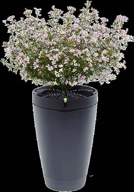 Potted Plant 桌布 壁紙 — 一盆茂盛的開花植物，置於時尚黑色花盆中，帶有發光綠色指示燈，背景為純白色。