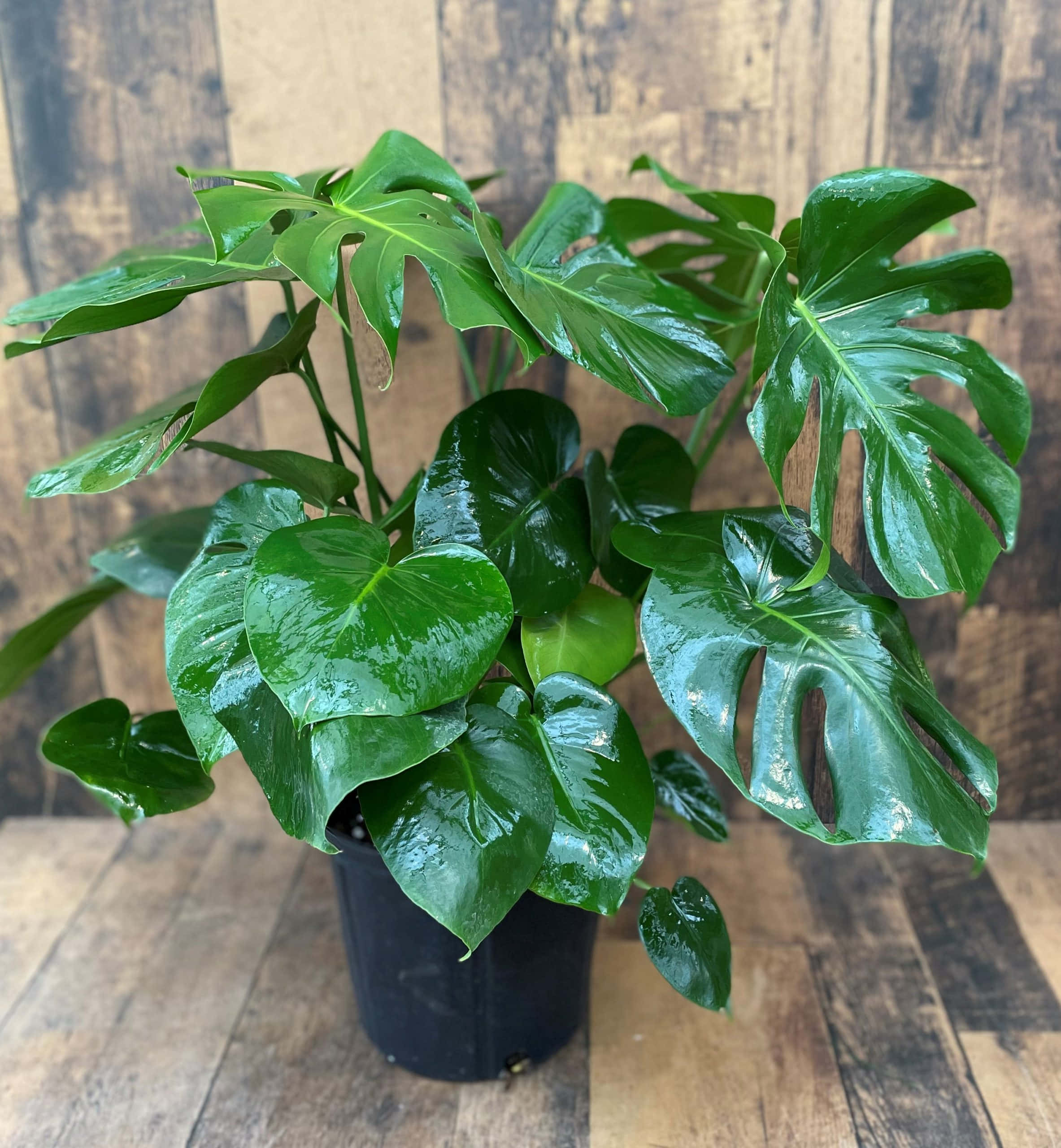 龜背芋 桌布 壁紙 — 一盆茂盛的龜背竹，帶有光澤的綠色葉子，放在黑色花盆中，置於質樸的木地板上，背景是風化的木牆。