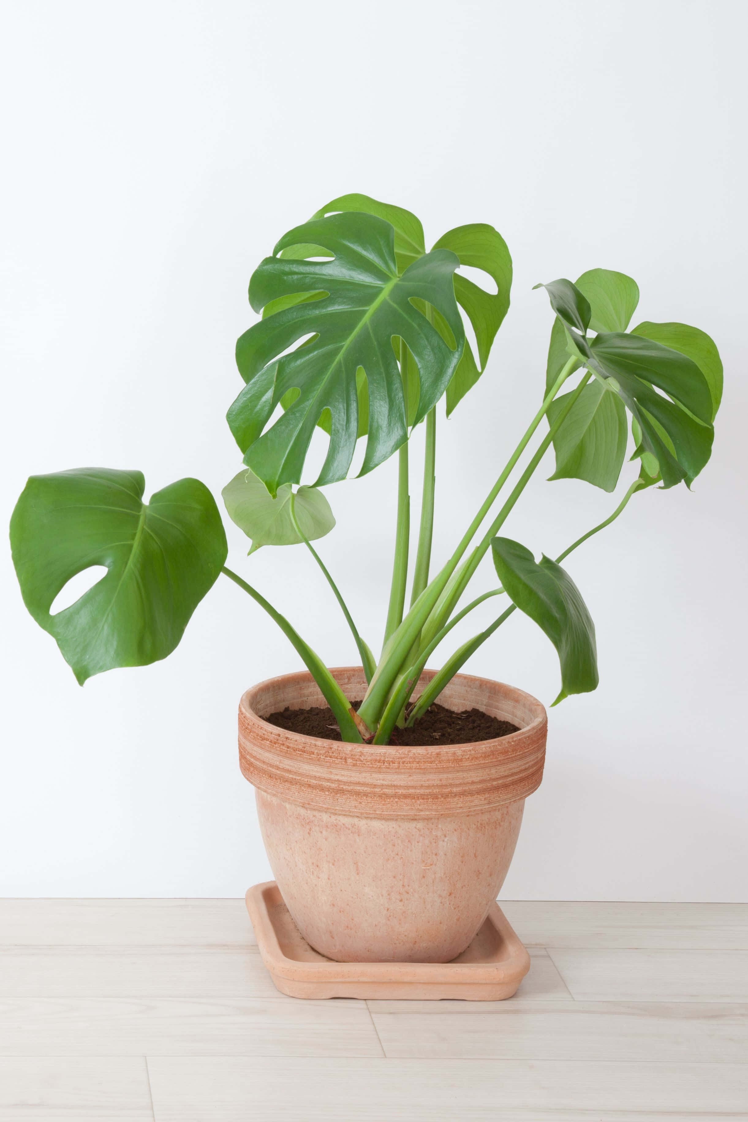 Green Plant 桌布 壁紙 — 一盆茂盛的龜背竹，帶有大型開窗葉片，放在淺色木地板的陶土花盆中，背景是純白牆壁。
