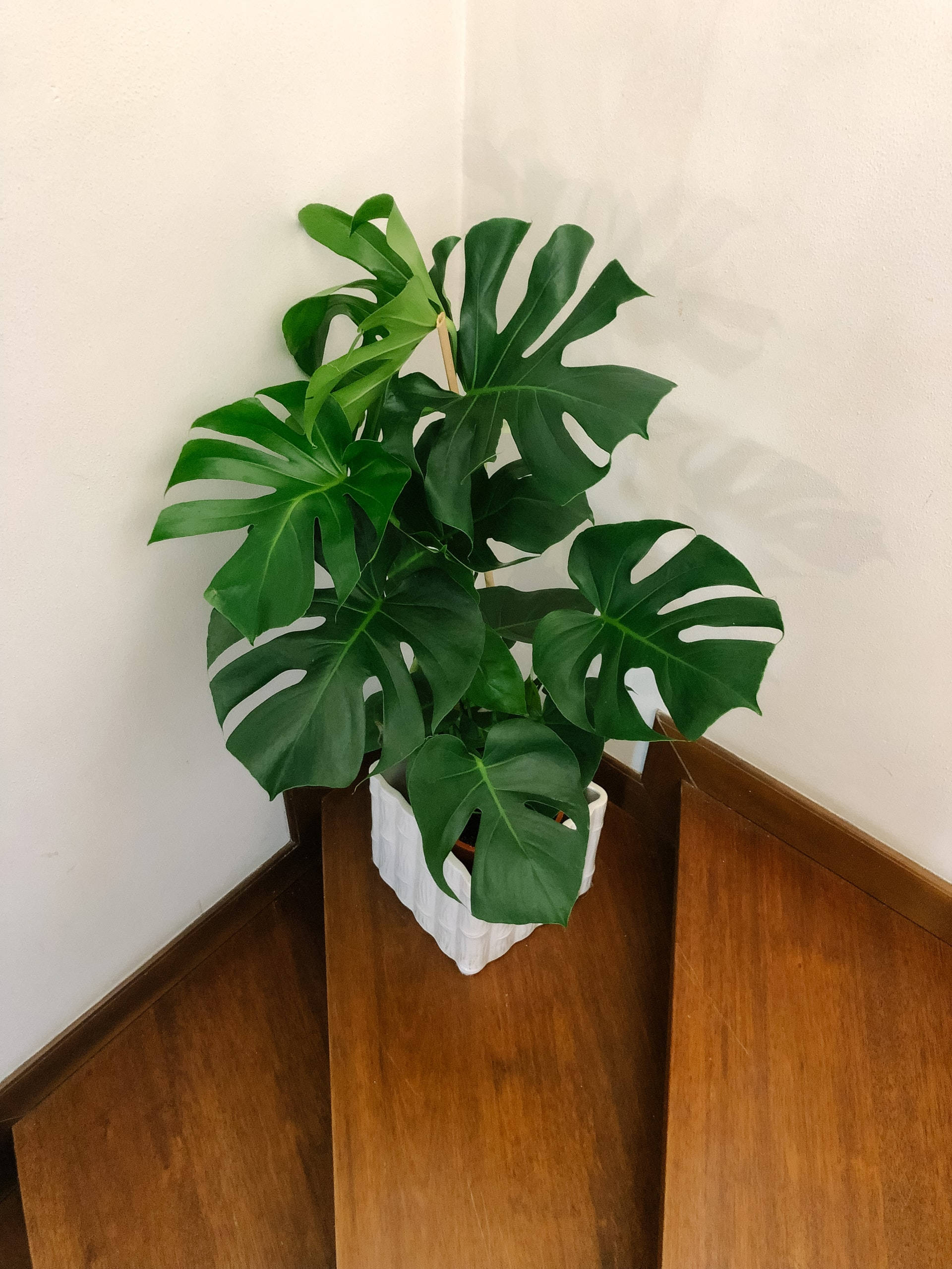 Monstera 桌布 壁紙 — 一盆茂盛的龜背竹，葉片大而翠綠，放在白色花盆中，置於木地板角落，靠著素牆。