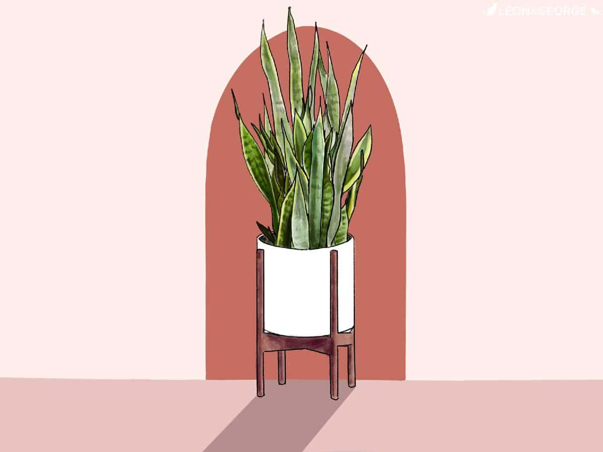 Snake Plant 桌布 壁紙 — 一盆高大的蛇植物放在白色花盆中，置於木架上，背景是粉紅色的牆壁和一個赤陶拱門。
