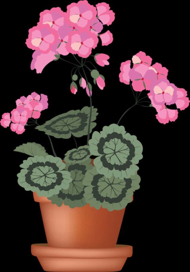 Potted Plant 桌布 壁紙 — 一盆鮮粉紅色的天竺葵，種在赤陶盆中，帶有圖案的綠葉，在純黑背景下盛開。