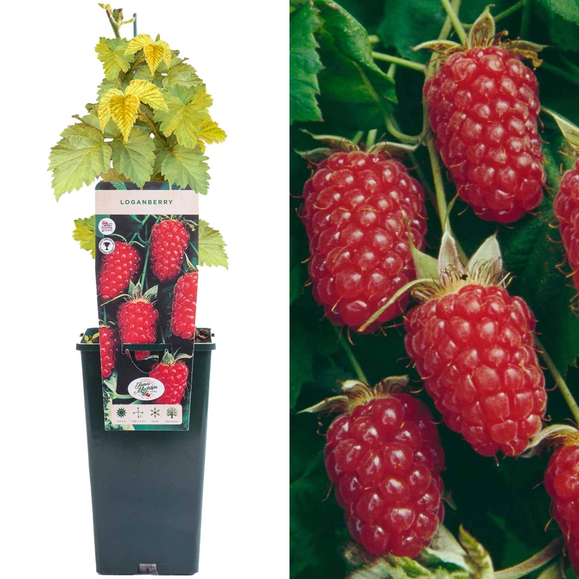 Berry 桌布 壁紙 — 一盆黃綠色葉子的盆栽洛根莓植物，旁邊是藤上飽滿紅色漿果的特寫。