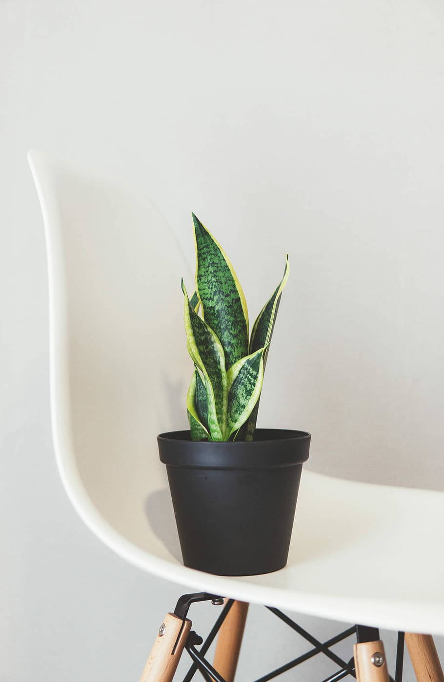 Plant Aesthetic 桌布 壁紙 — 一盆黑色花盆中的蛇植物優雅地放在白色現代椅子上，背景是素牆。