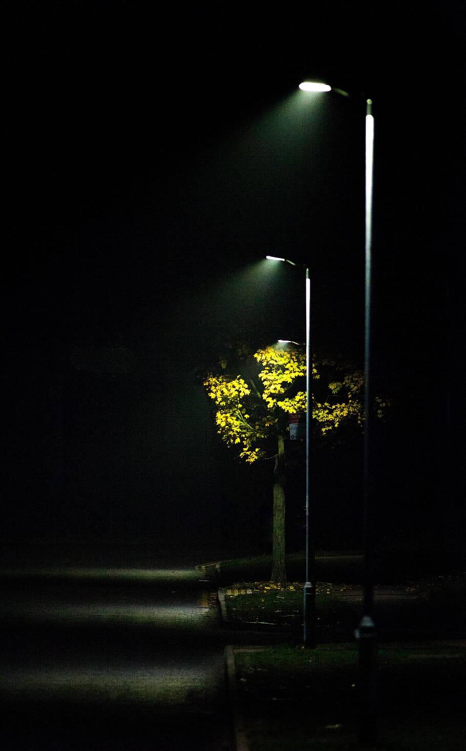 黑夜 桌布 壁紙 — 一盞孤獨的路燈在黑暗的夜空下，將溫暖的光芒投射在一棵長滿金色葉子的樹上。