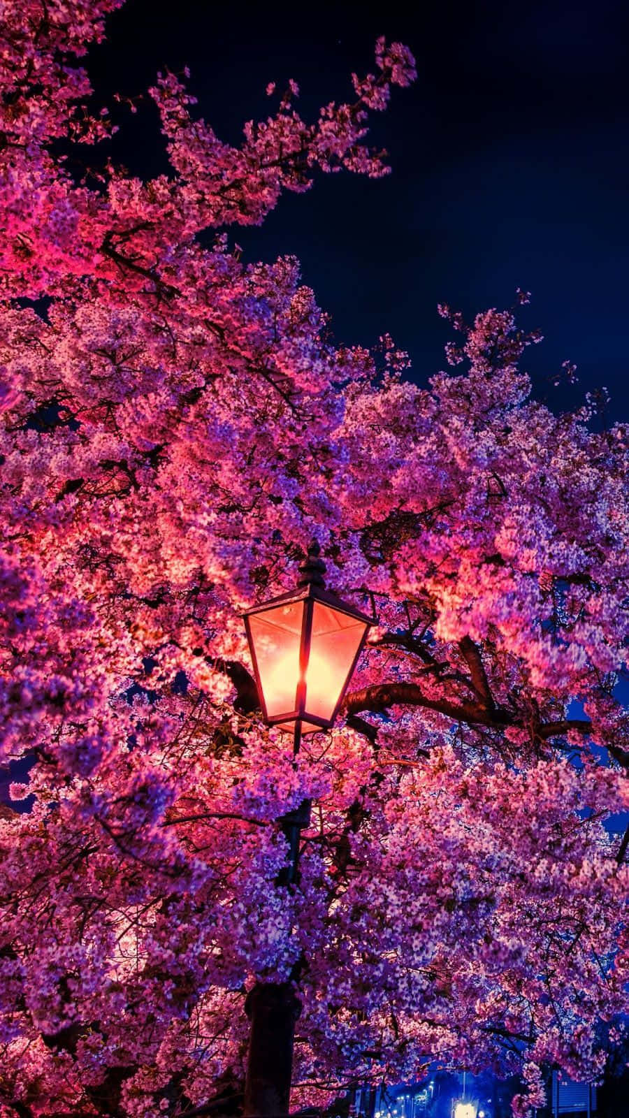 Cool Japanese Tree 桌布 壁紙 — 一盞發光的燈籠懸掛在鮮豔的粉紅色櫻花中，映襯著深藍色的夜空。