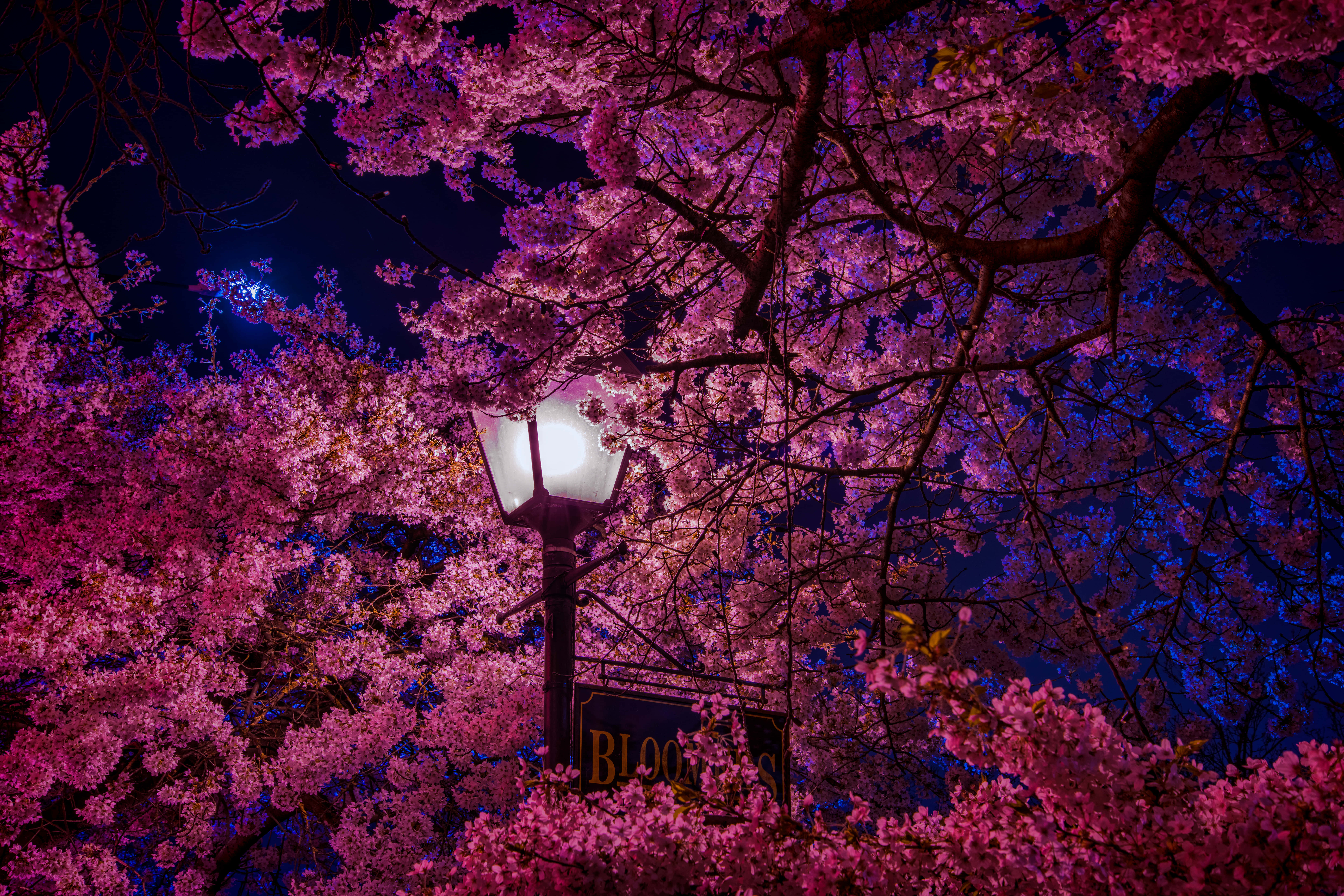 Night Cherry Blossom 桌布 壁紙 — 一盞發光的街燈照亮了在深藍色夜空下鮮豔的粉紅色櫻花。