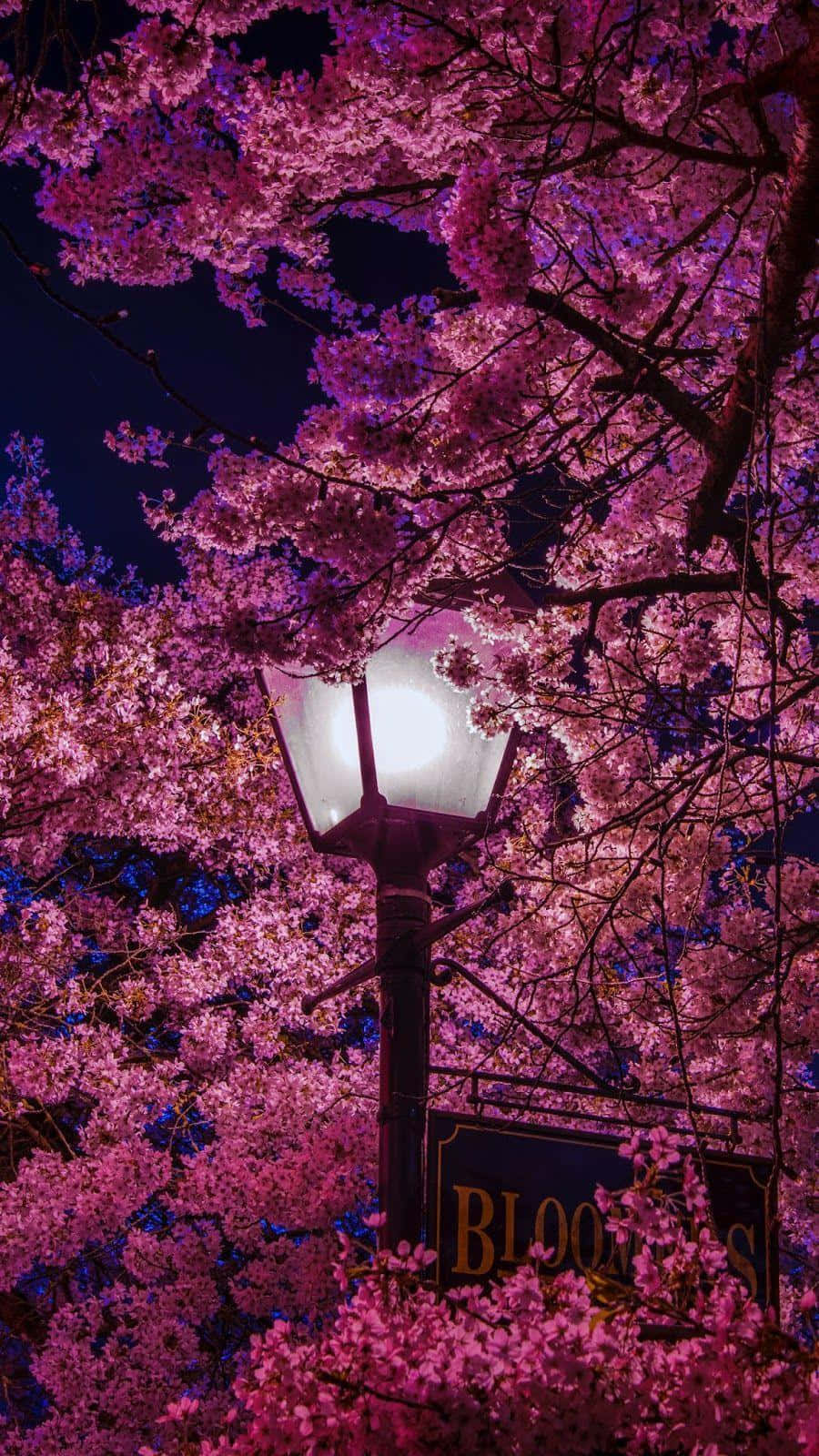 Spring Lights 桌布 壁紙 — 一盞發光的街燈照亮了深色夜空下鮮豔的粉紅色櫻花。