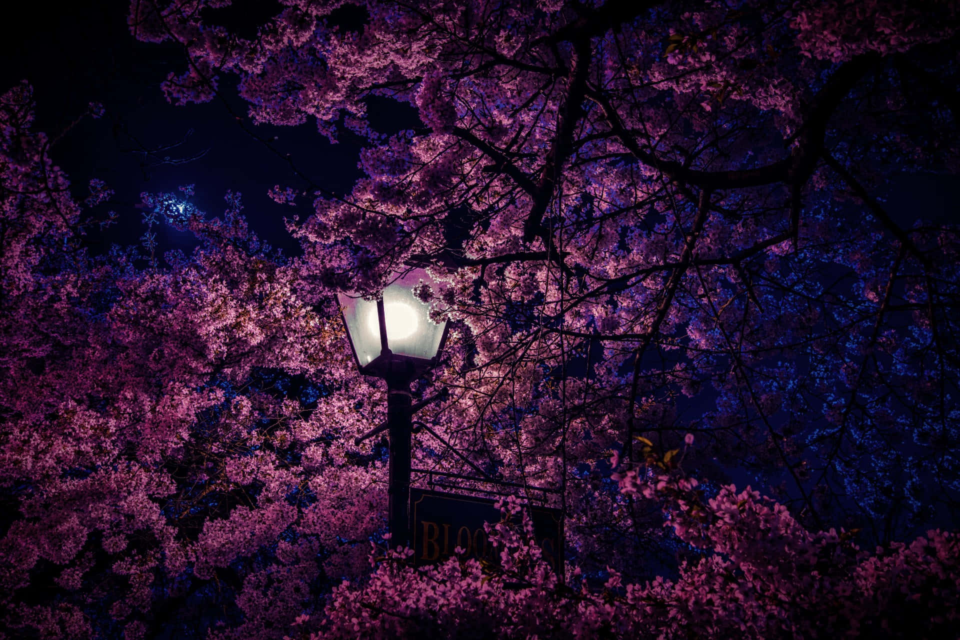 Beautiful Photography 桌布 壁紙 — 一盞發光的街燈照亮了深藍色夜空下鮮豔的粉紅色櫻花。