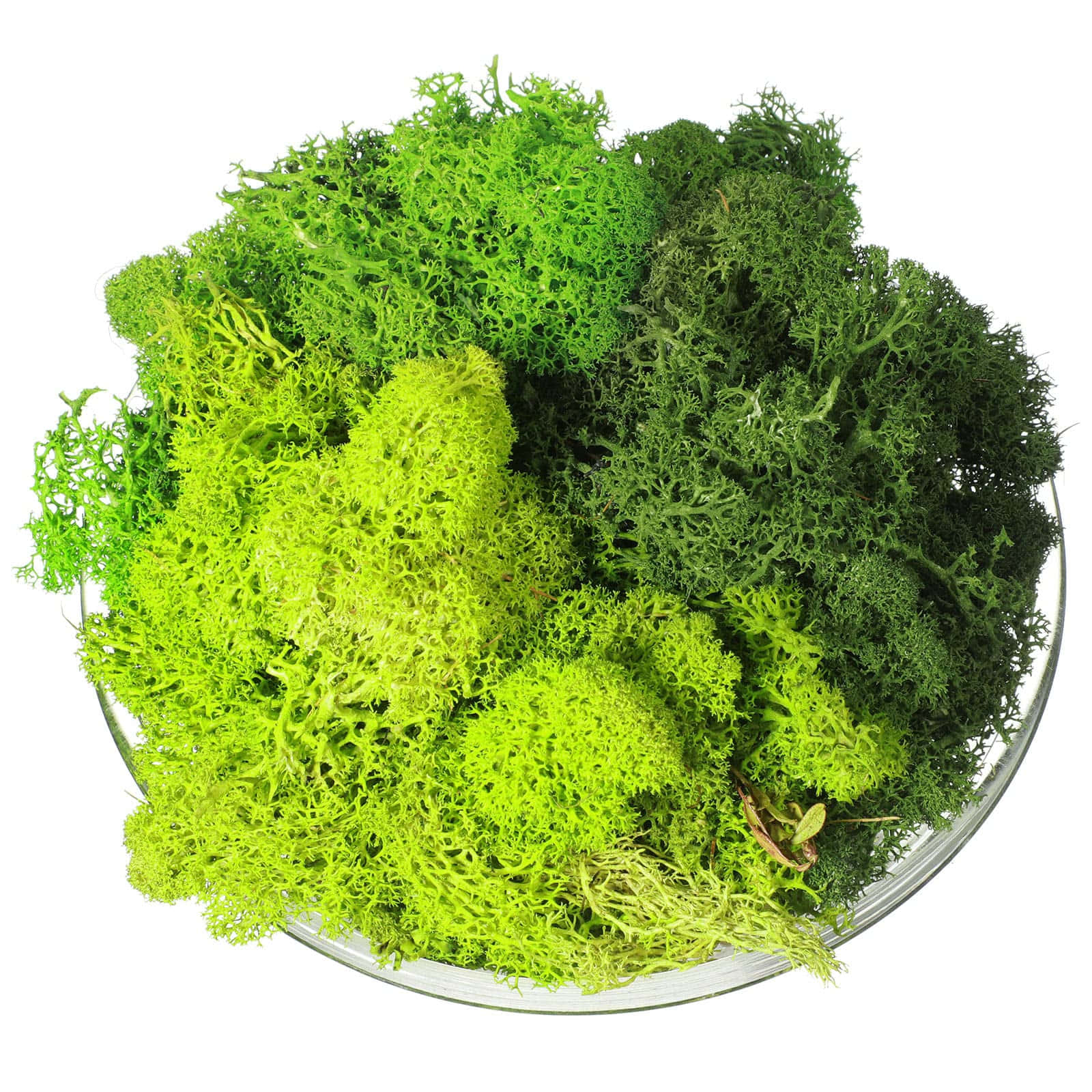 Green Moss 桌布 壁紙 — 一碗充滿活力的翠綠馴鹿苔蘚，帶有明亮的萊姆色和深沉的森林色調。