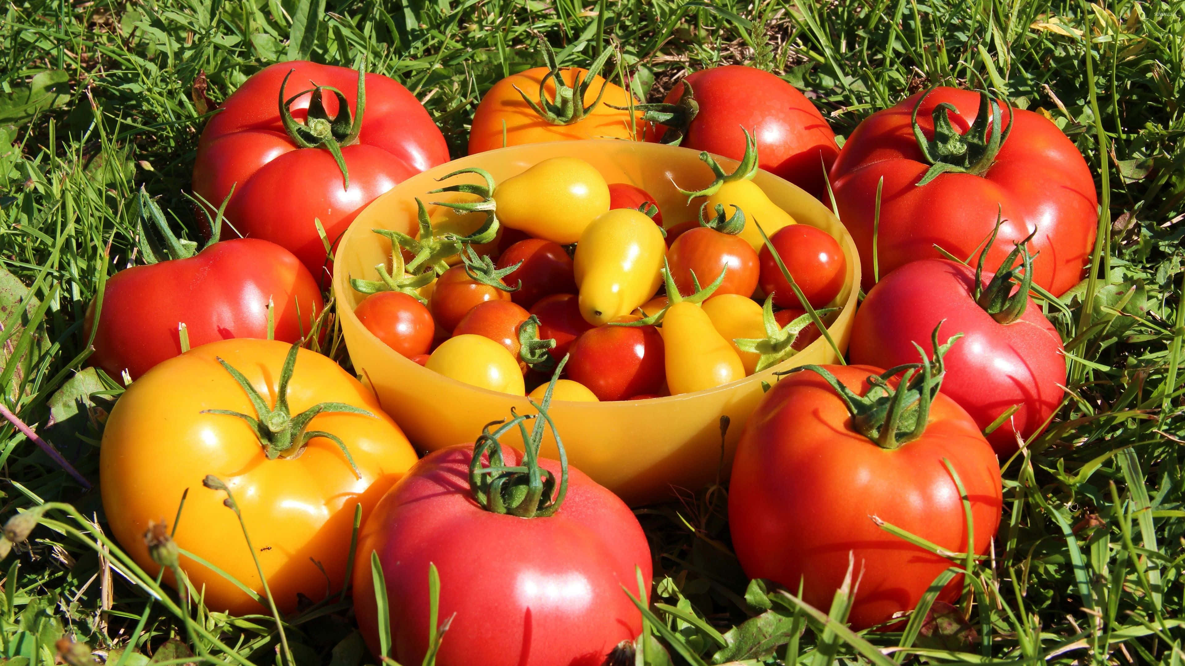 tomato 桌布 壁紙 — 一碗色彩繽紛的櫻桃番茄，周圍放著大顆的紅色和黃色傳家寶番茄，放在陽光照耀的綠色草地上。